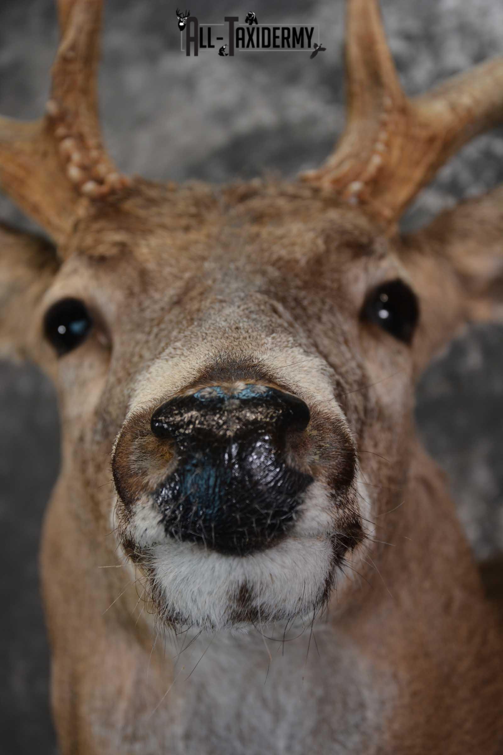 Whitetail Deer Taxidermy Shoulder Mount for sale SKU 1510 - Image 2