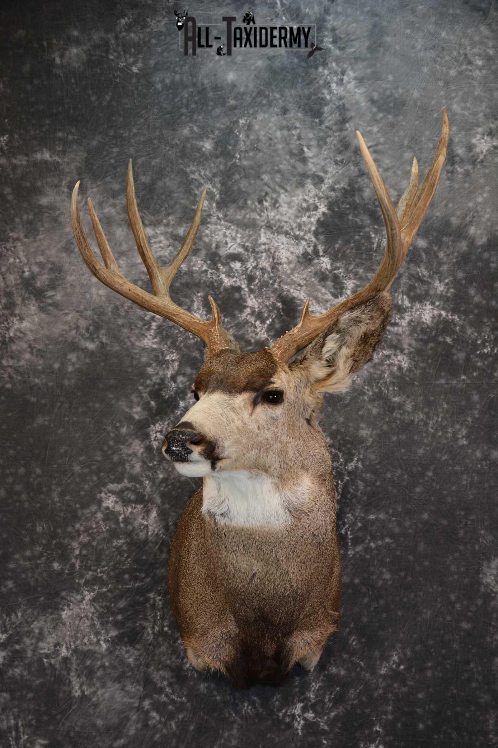Mule Deer Taxidermy Shoulder Mount for sale SKU 1512