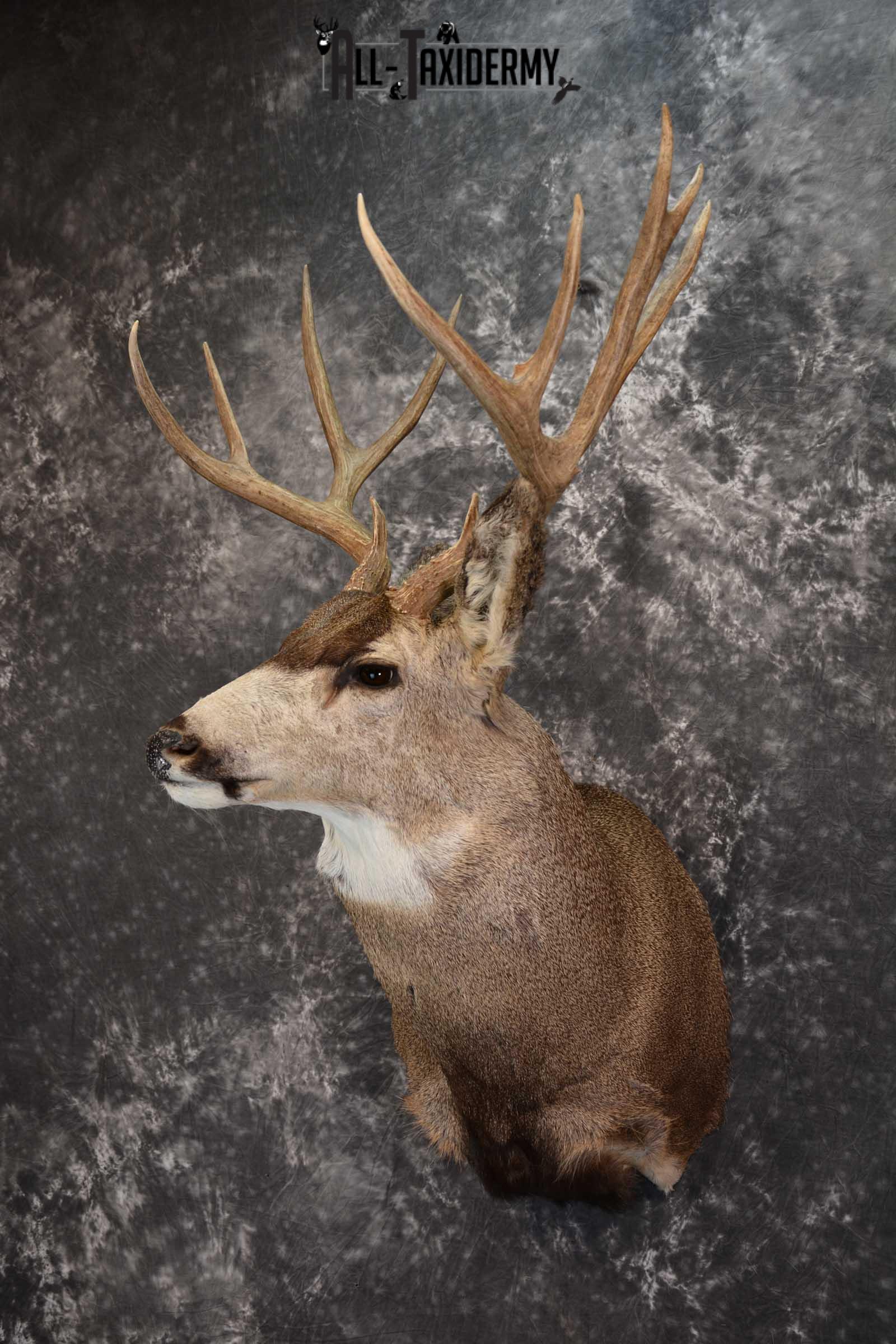 Mule Deer Taxidermy Shoulder Mount for sale SKU 1512 - Image 8