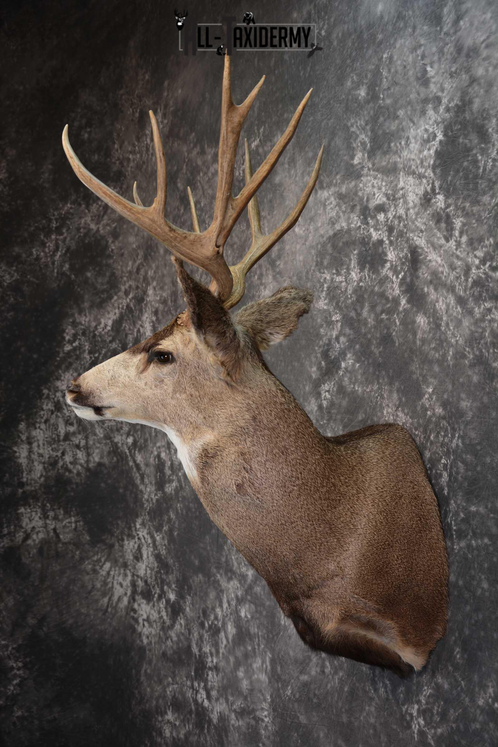 Mule Deer Taxidermy Shoulder Mount for sale SKU 1512 - Image 7