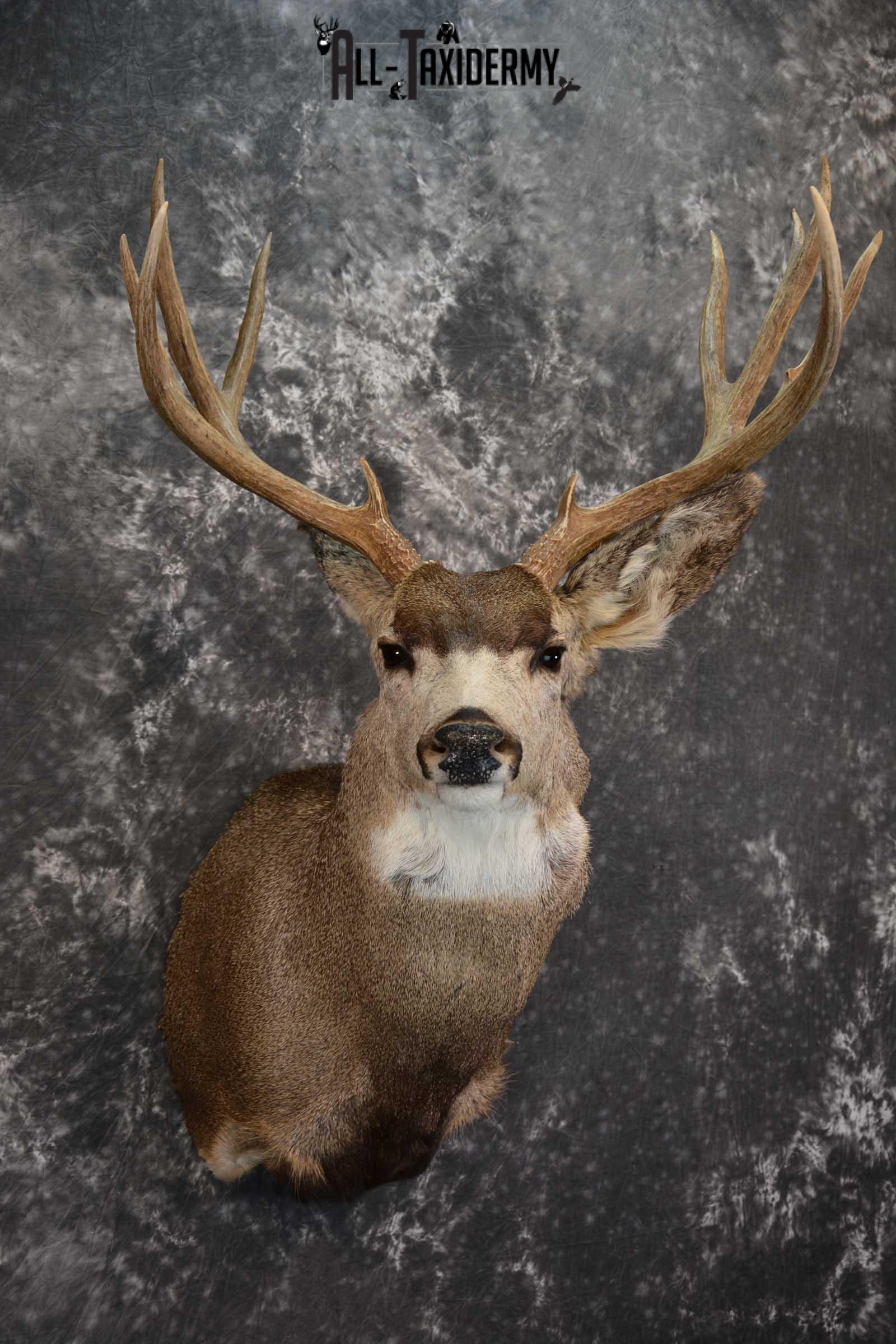 Mule Deer Taxidermy Shoulder Mount for sale SKU 1512 - Image 6