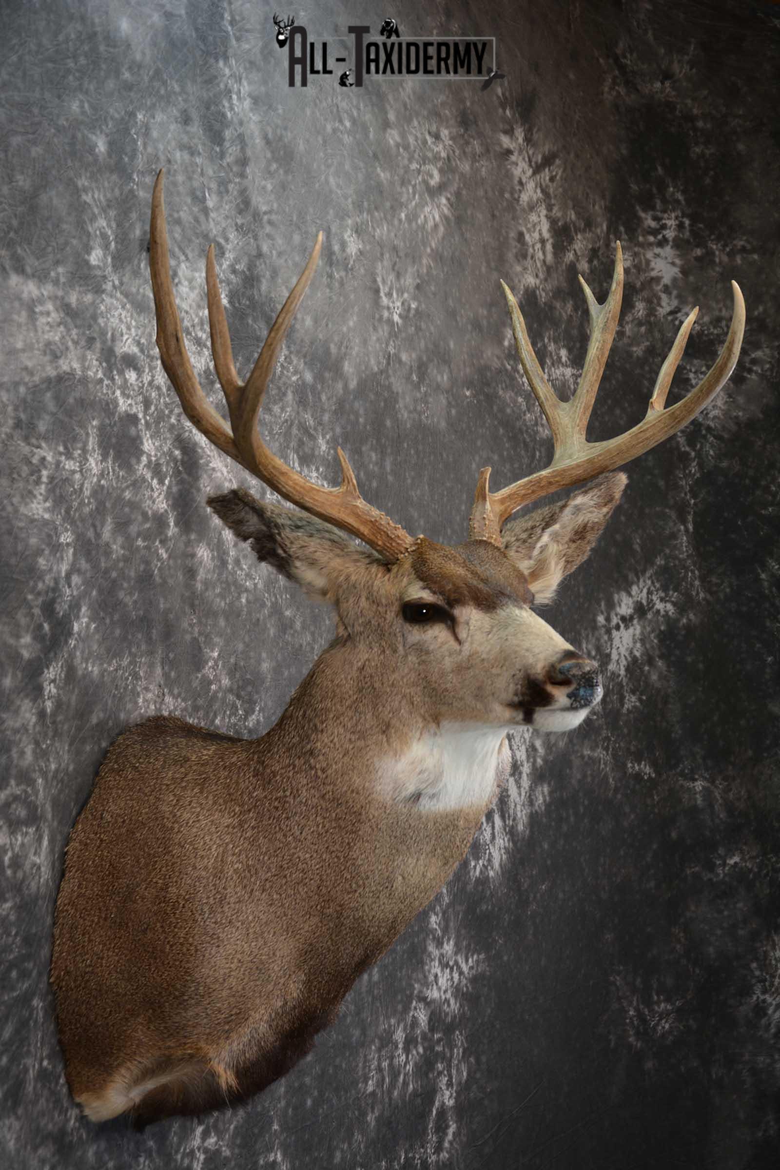 Mule Deer Taxidermy Shoulder Mount for sale SKU 1512 - Image 5