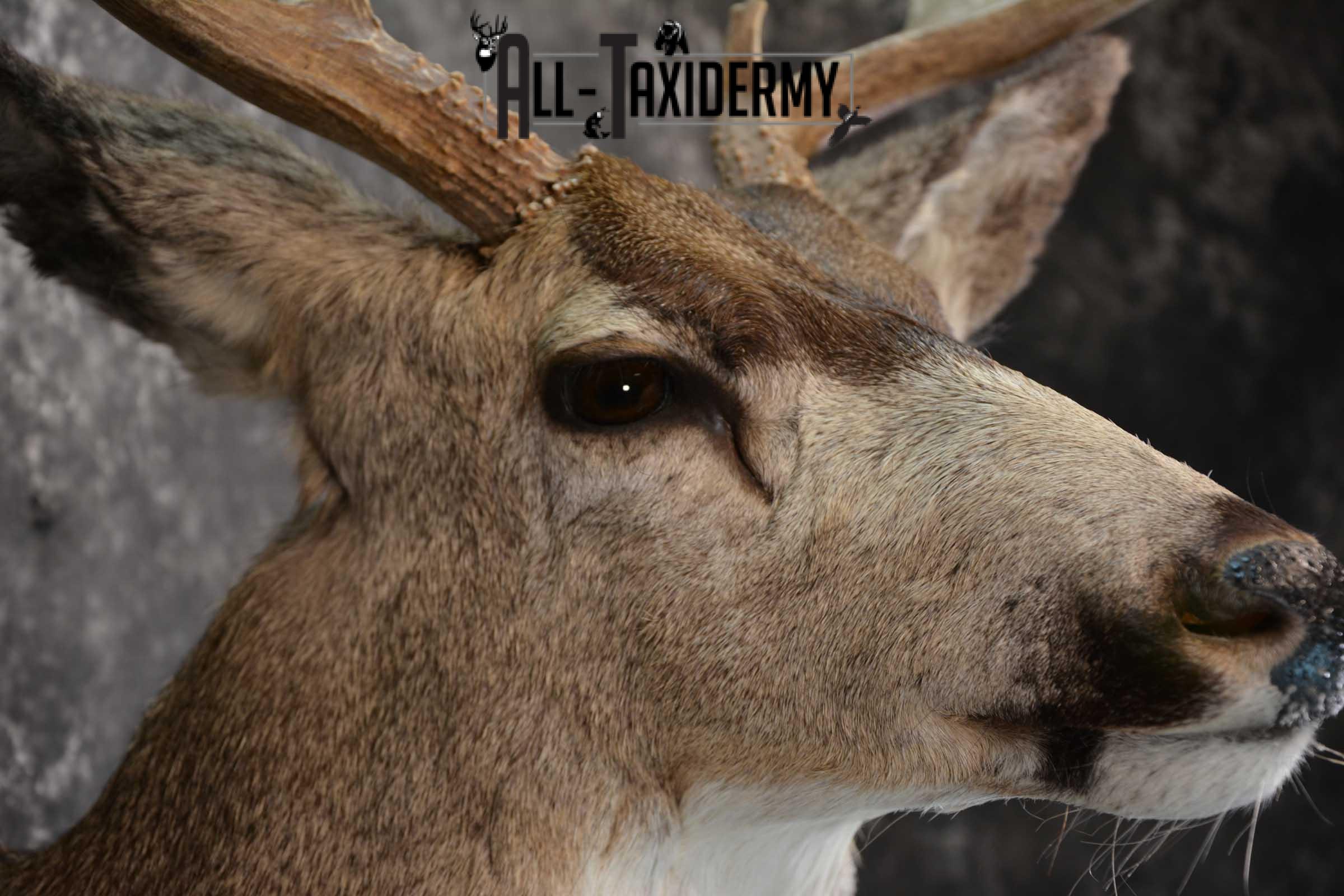 Mule Deer Taxidermy Shoulder Mount for sale SKU 1512 - Image 4
