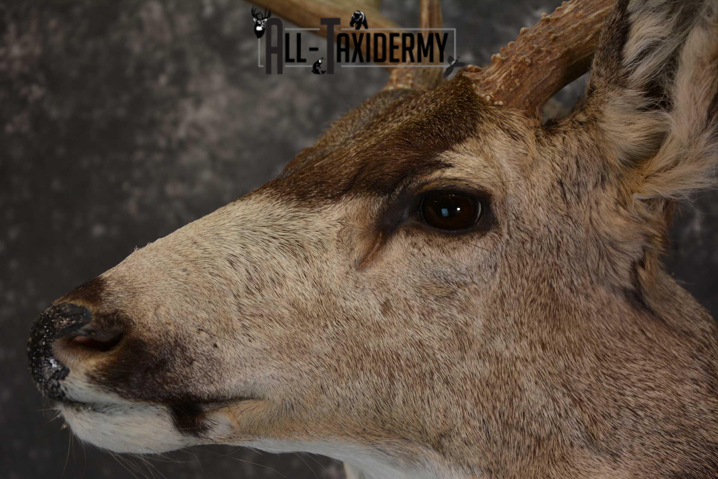 Mule Deer Taxidermy Shoulder Mount for sale SKU 1512 - Image 3