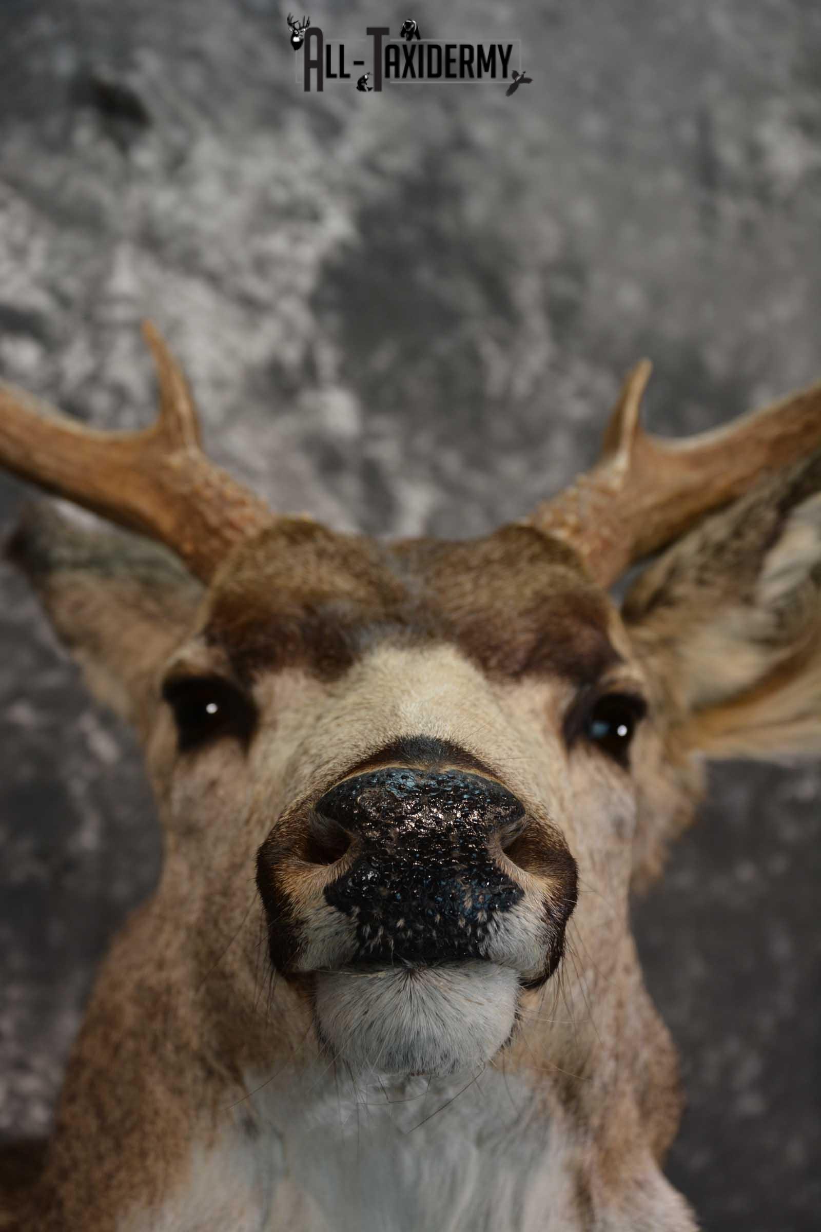 Mule Deer Taxidermy Shoulder Mount for sale SKU 1512 - Image 2