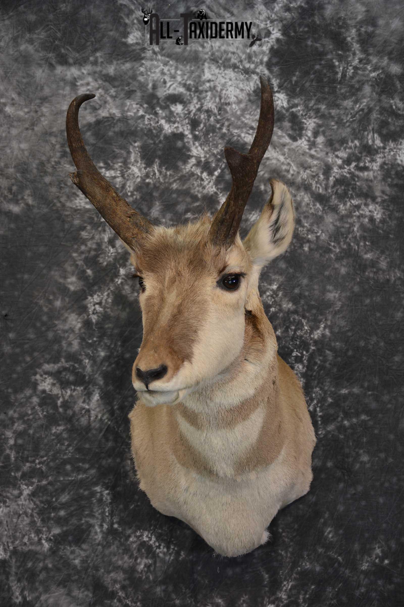 Pronghorn Taxidermy Should Mount for sale SKU 1513