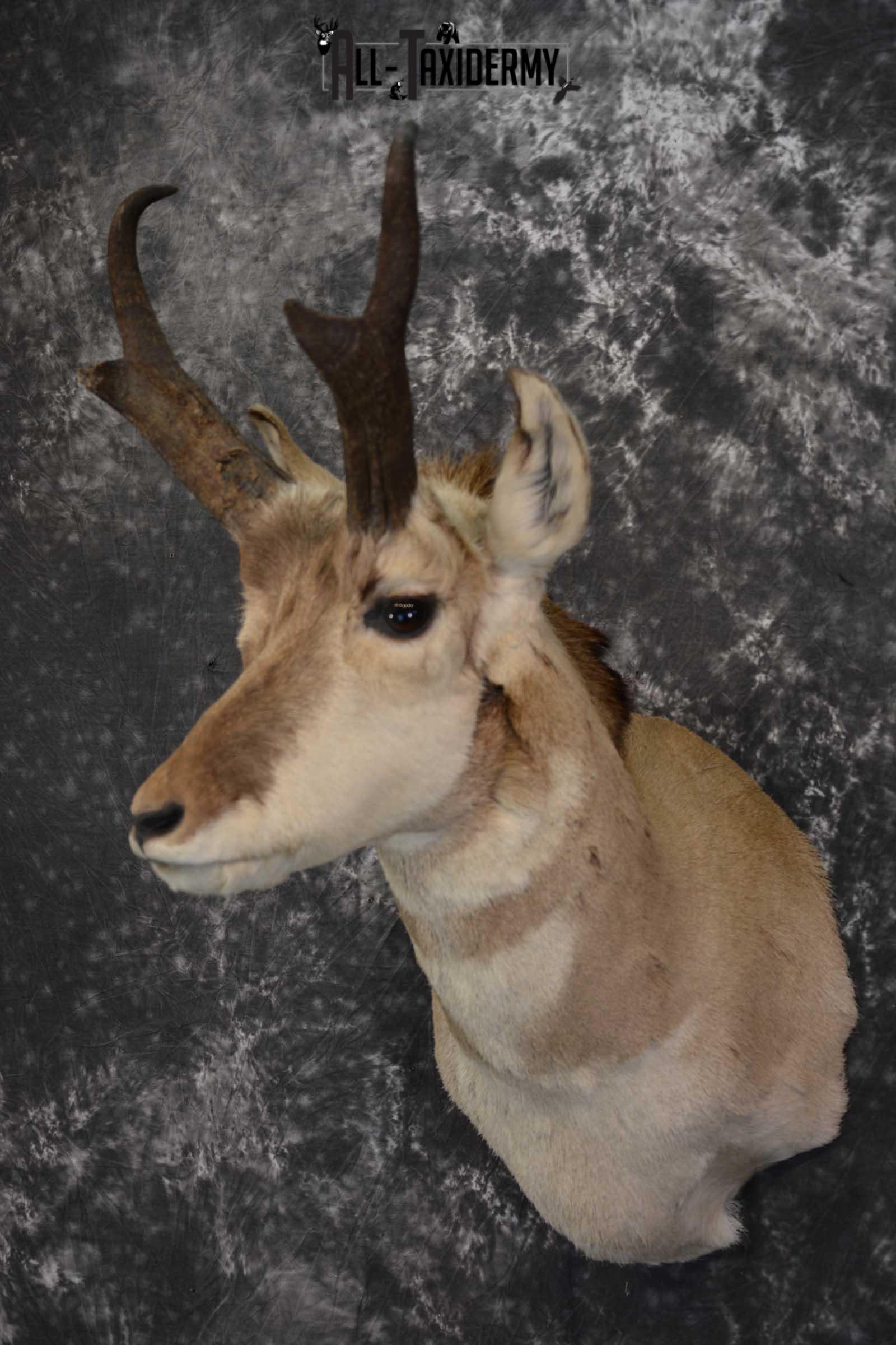 Pronghorn Taxidermy Should Mount for sale SKU 1513 - Image 8