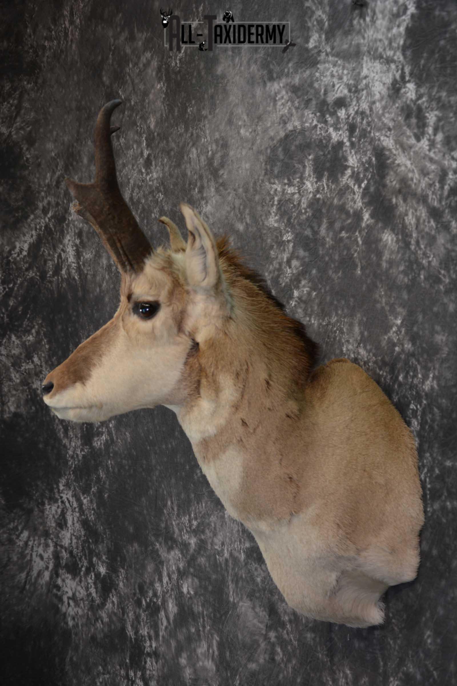 Pronghorn Taxidermy Should Mount for sale SKU 1513 - Image 7