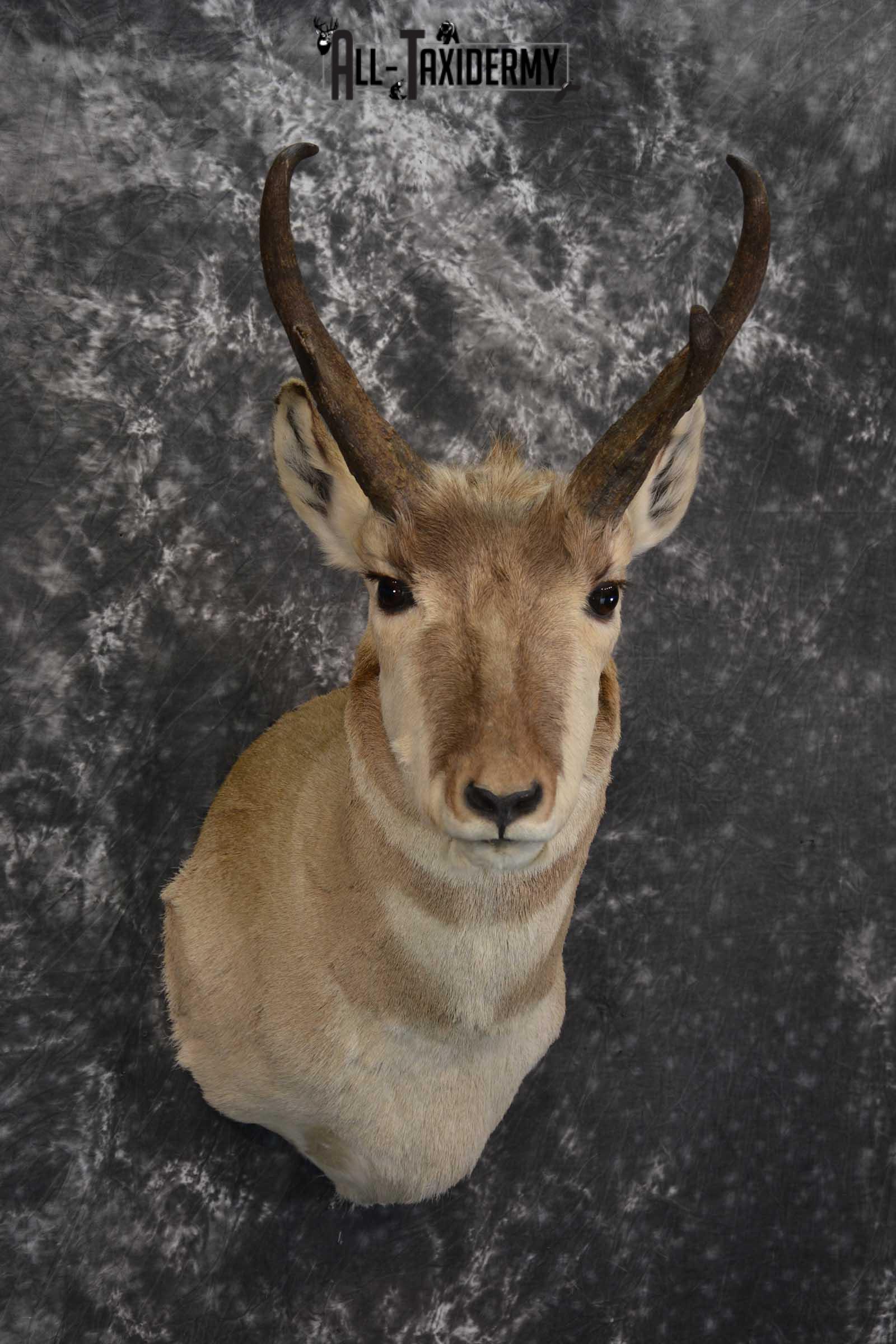 Pronghorn Taxidermy Should Mount for sale SKU 1513 - Image 6