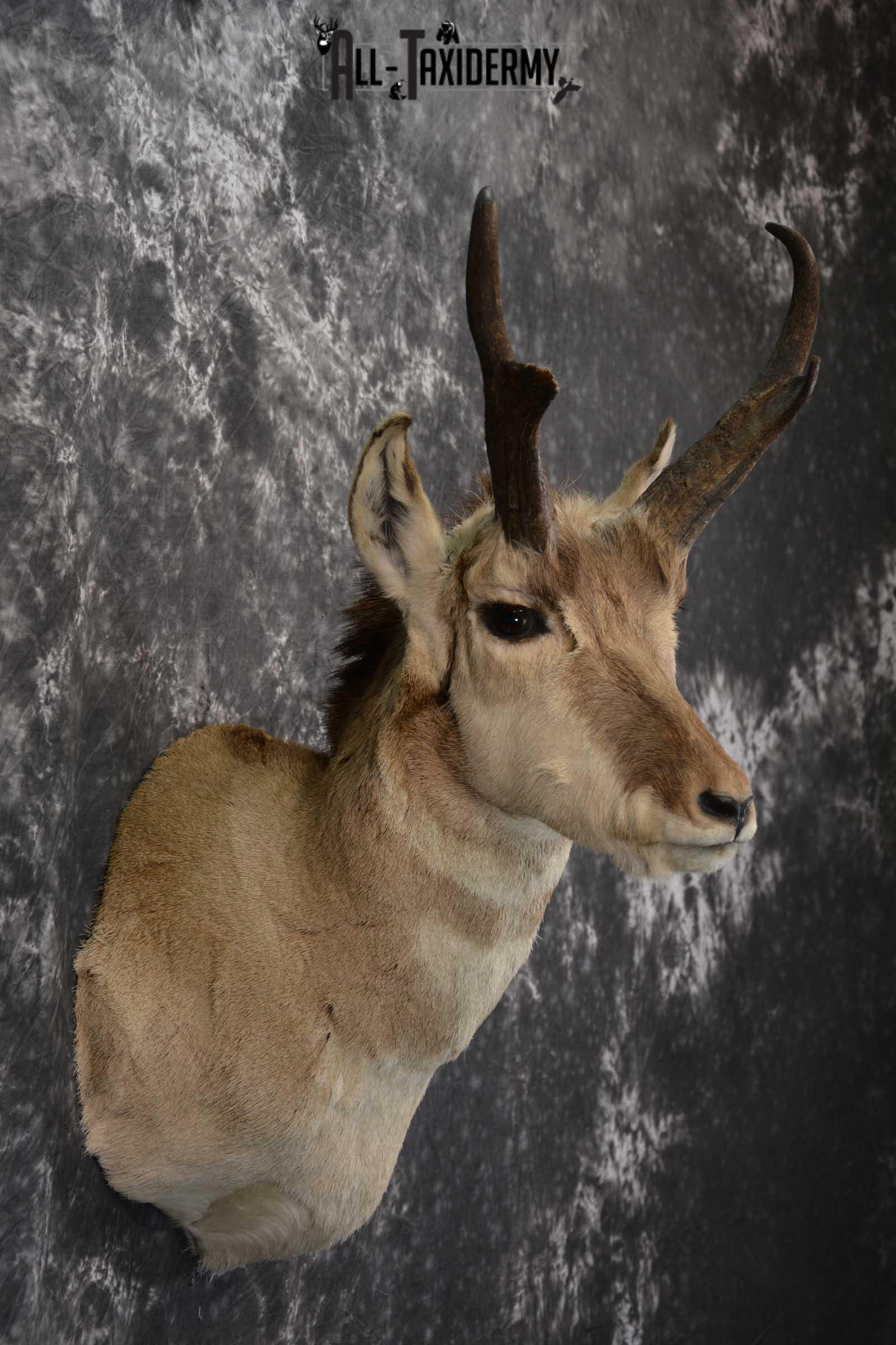 Pronghorn Taxidermy Should Mount for sale SKU 1513 - Image 5