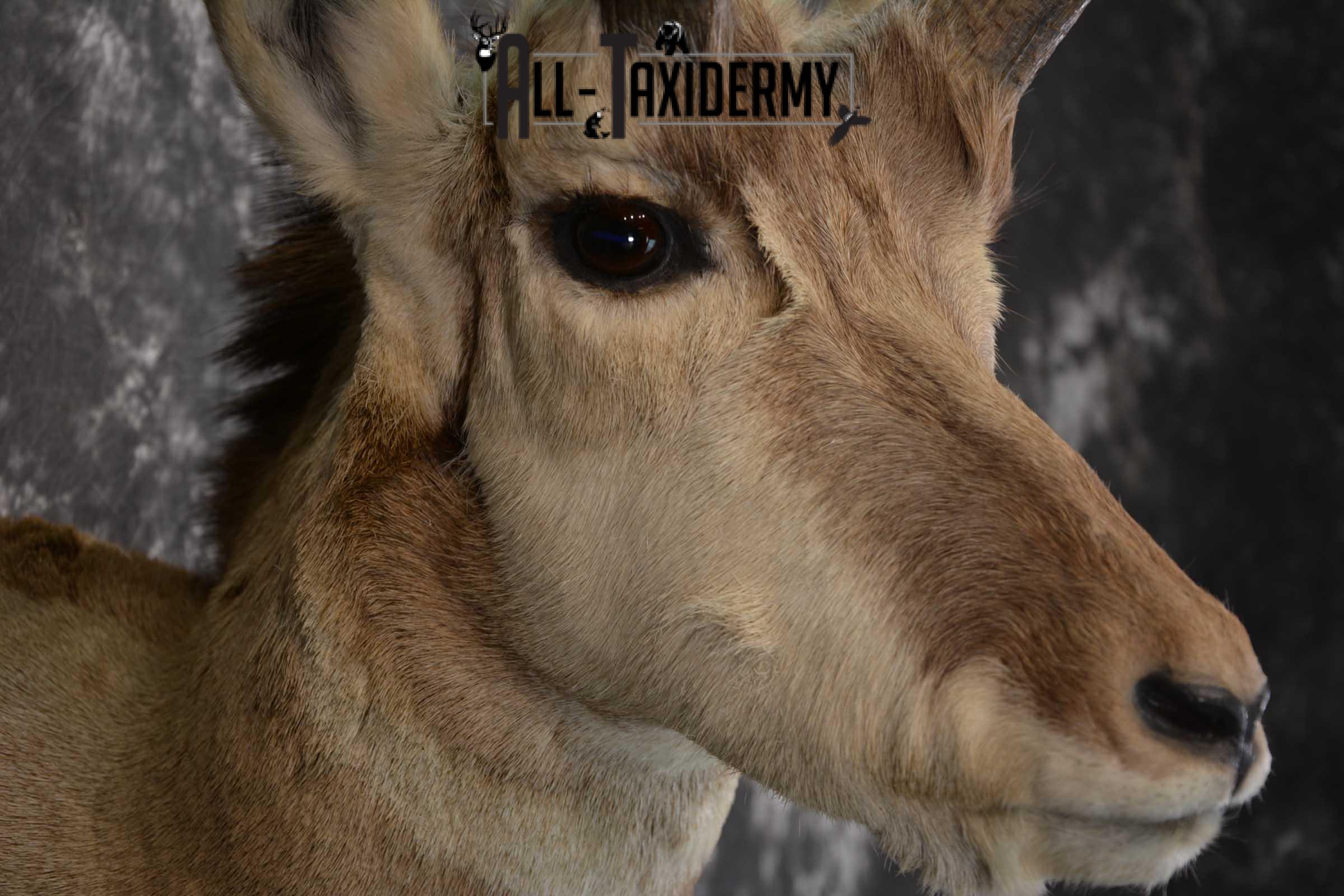 Pronghorn Taxidermy Should Mount for sale SKU 1513 - Image 4