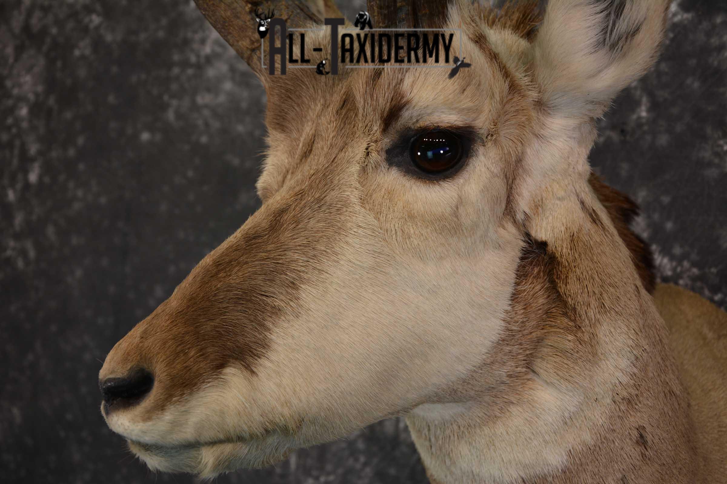 Pronghorn Taxidermy Should Mount for sale SKU 1513 - Image 3