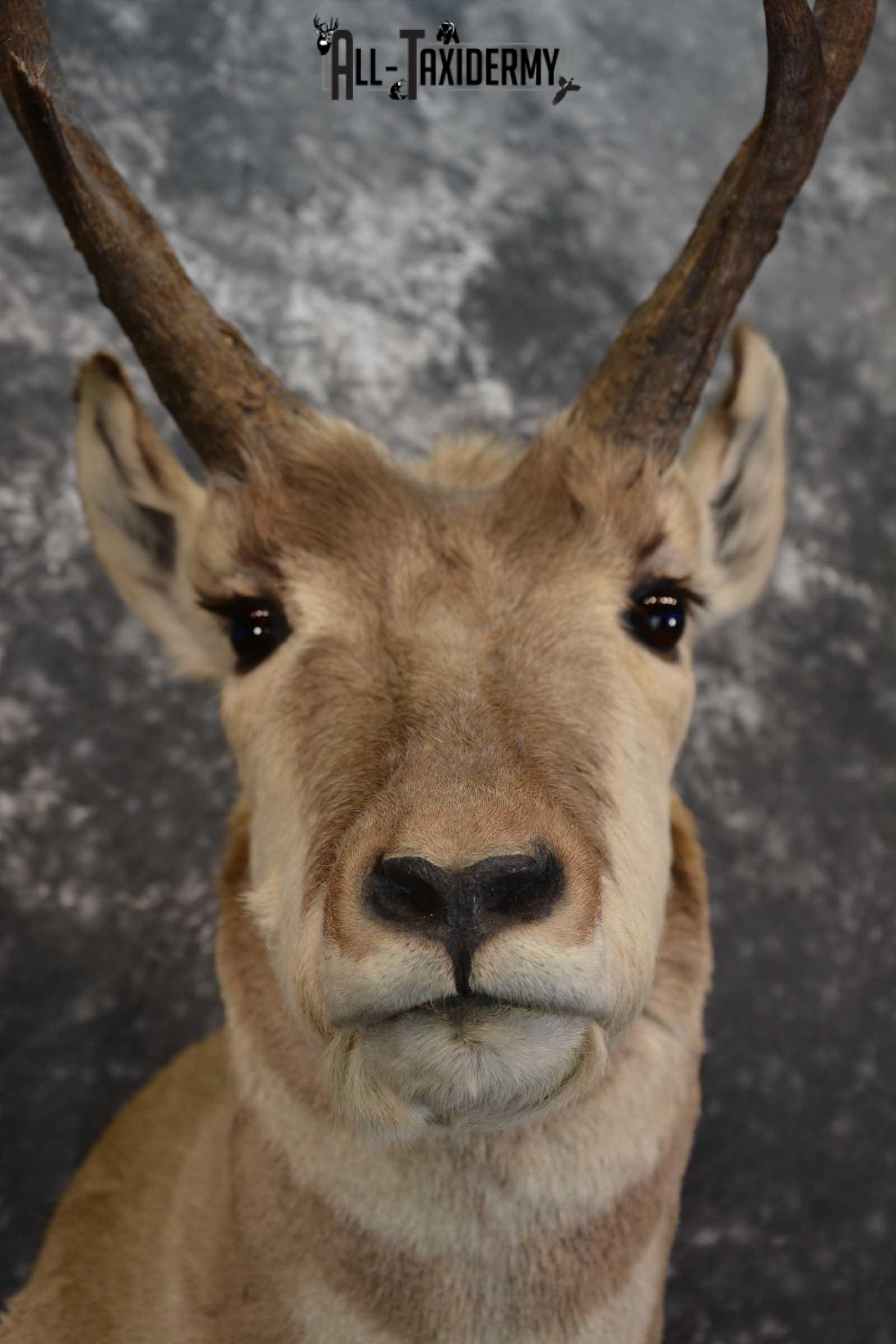 Pronghorn Taxidermy Should Mount for sale SKU 1513 - Image 2