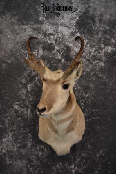Pronghorn Taxidermy Shoulder Mount for sale SKU 1514