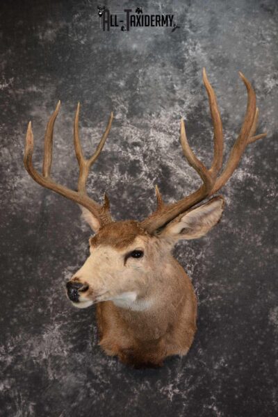 Mule Deer Taxidermy Shoulder Mount for sale SKU 1517