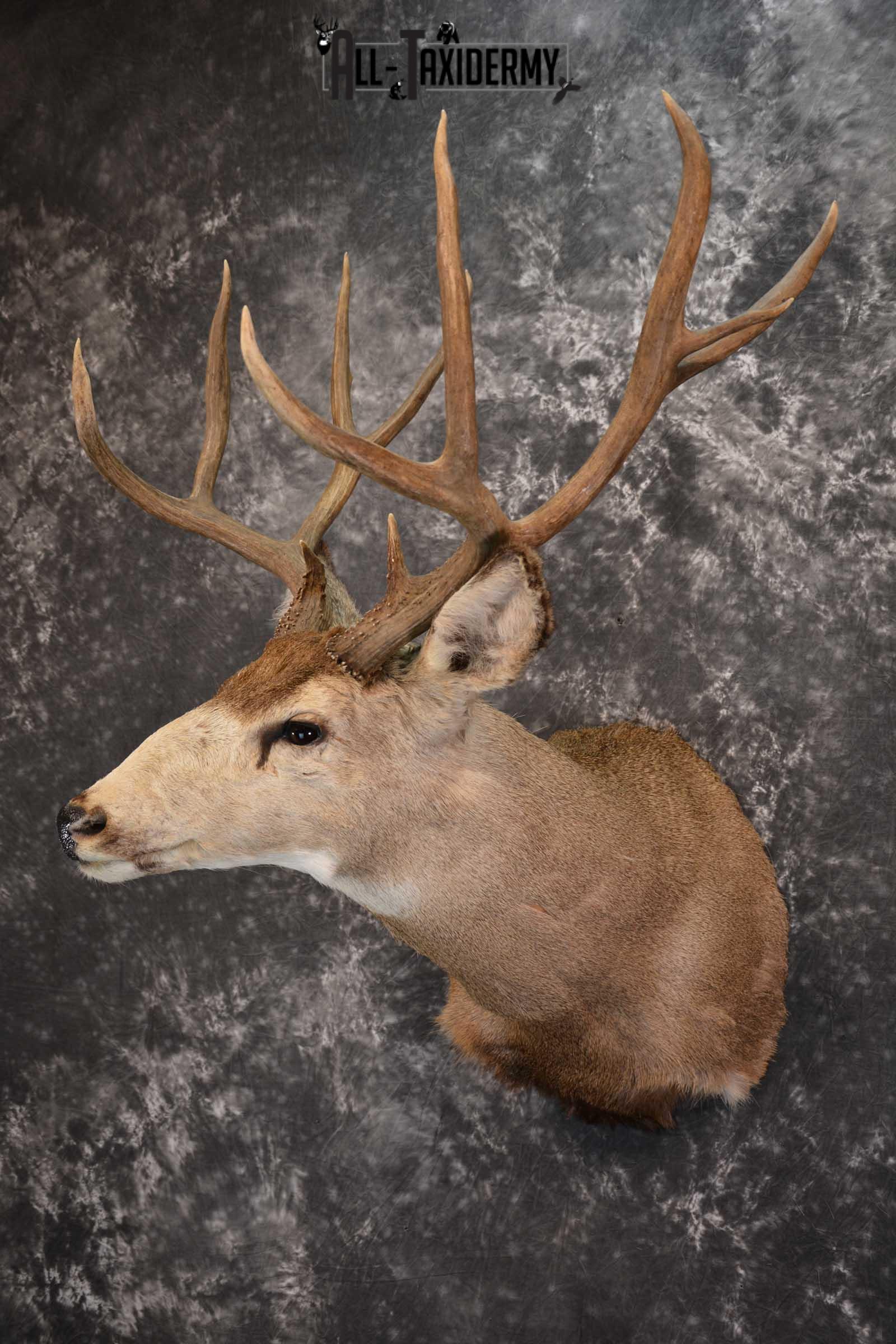 Mule Deer Taxidermy Shoulder Mount for sale SKU 1517 - Image 8