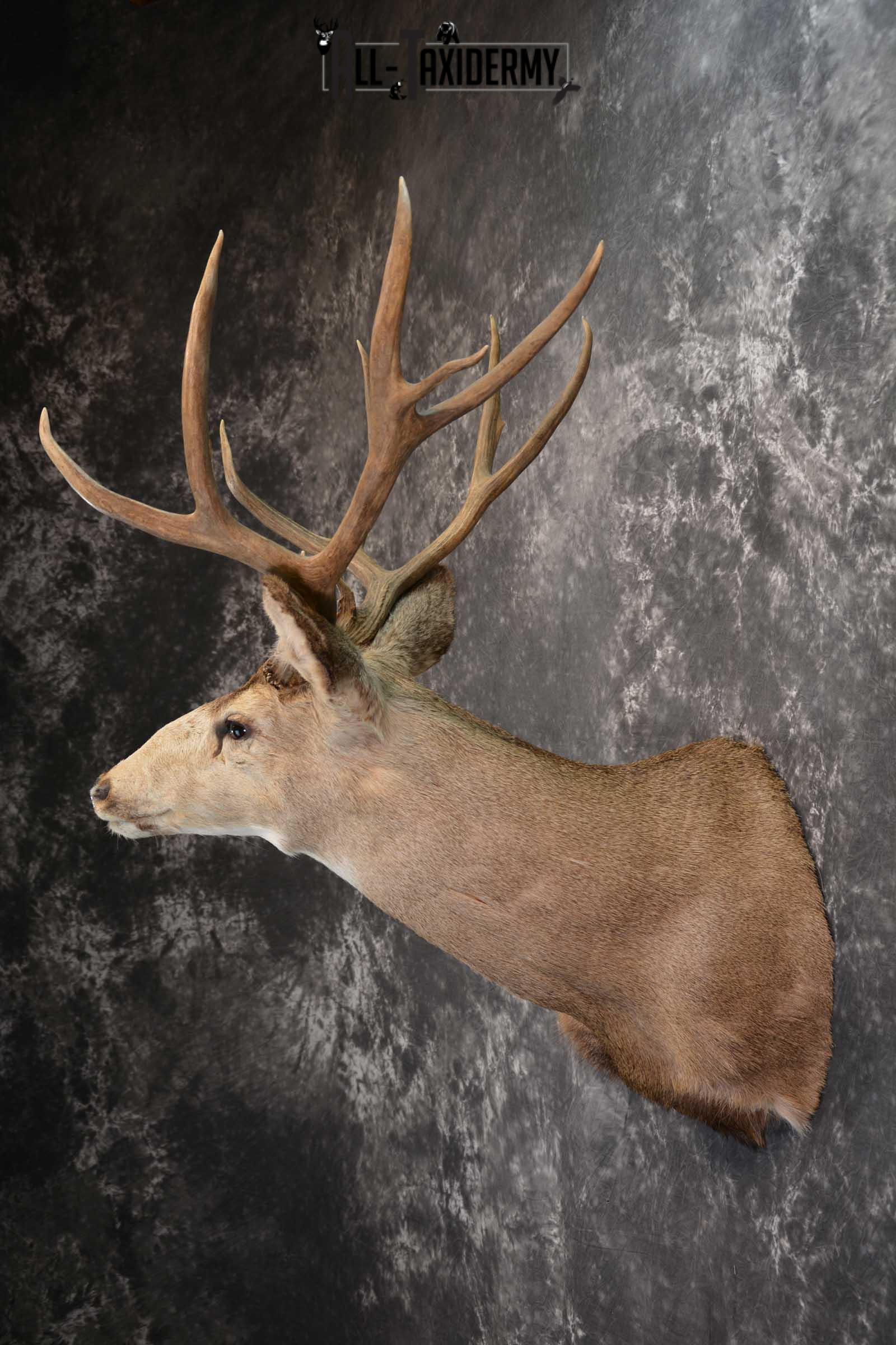 Mule Deer Taxidermy Shoulder Mount for sale SKU 1517 - Image 7