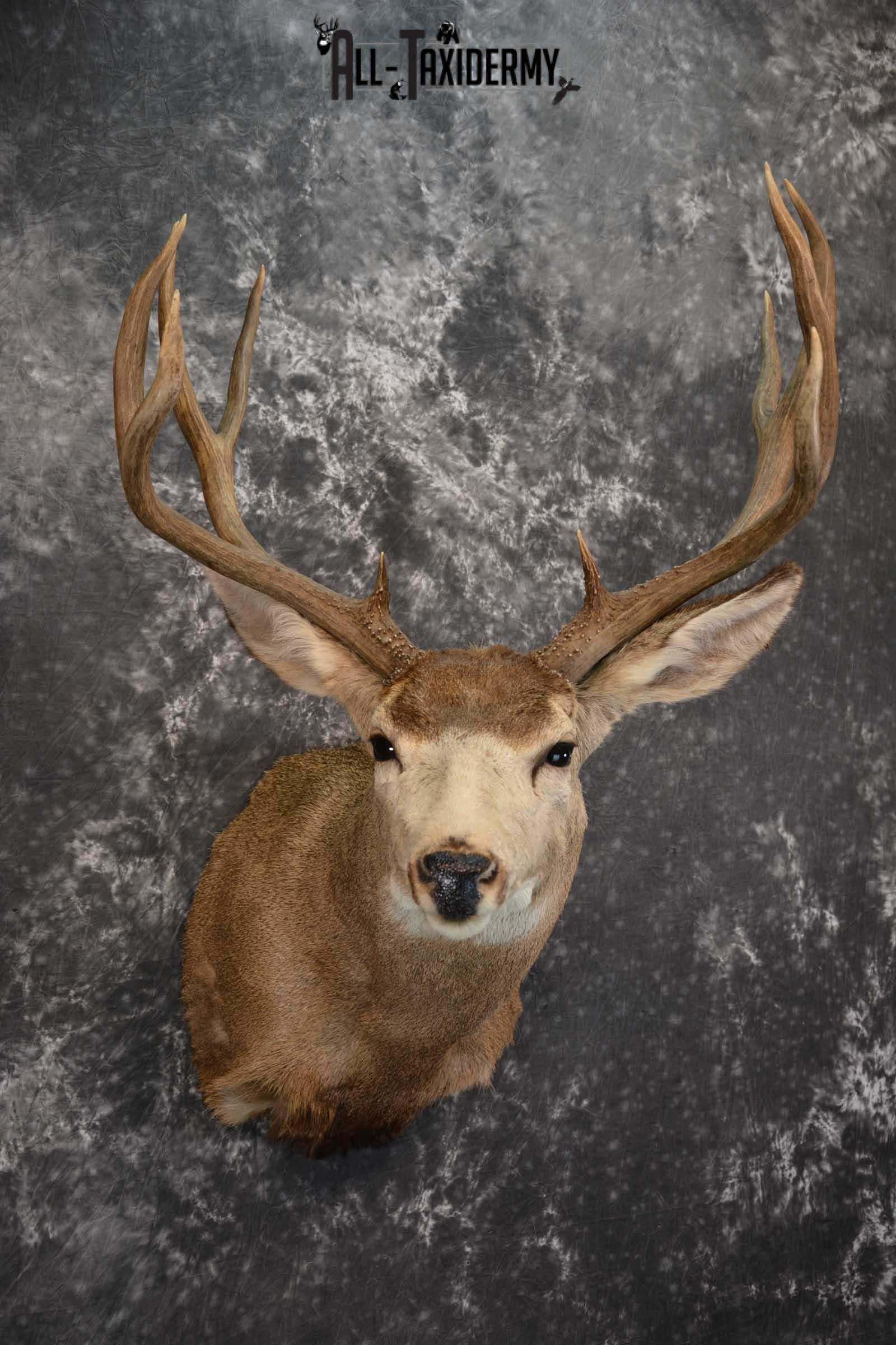Mule Deer Taxidermy Shoulder Mount for sale SKU 1517 - Image 6
