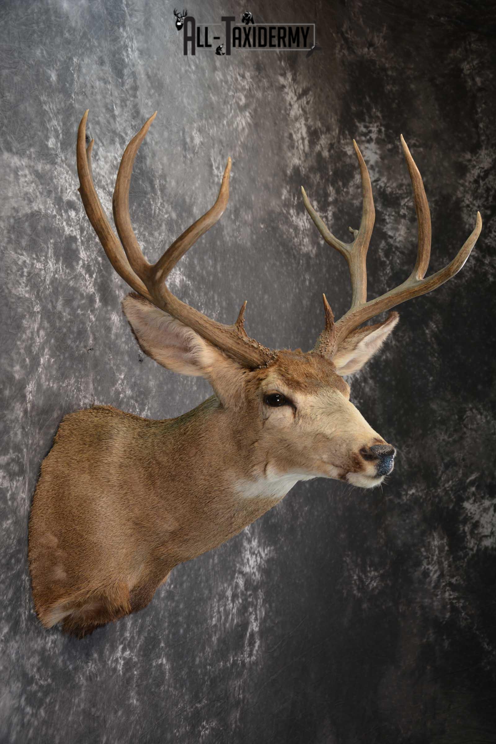 Mule Deer Taxidermy Shoulder Mount for sale SKU 1517 - Image 5