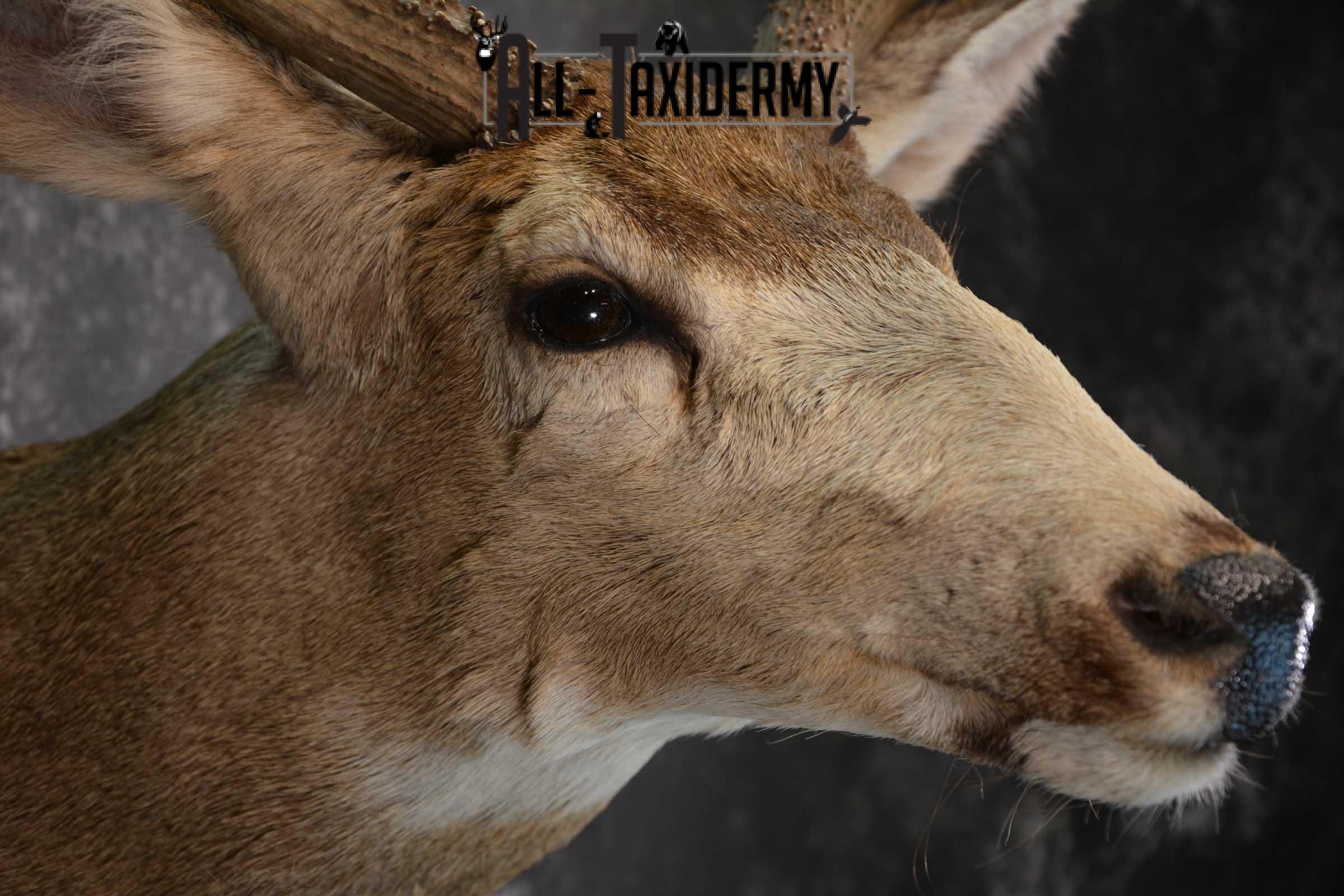 Mule Deer Taxidermy Shoulder Mount for sale SKU 1517 - Image 4