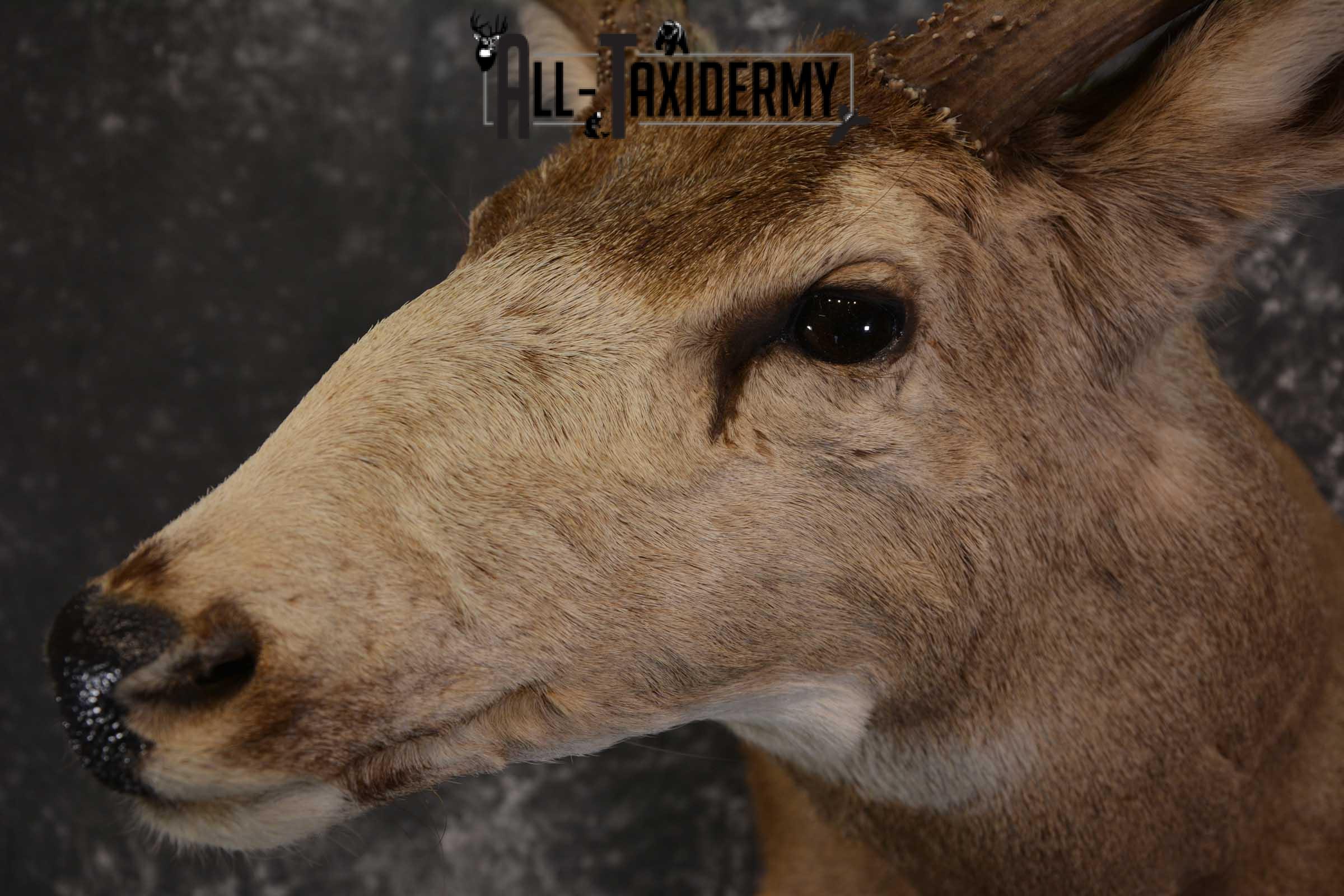 Mule Deer Taxidermy Shoulder Mount for sale SKU 1517 - Image 3