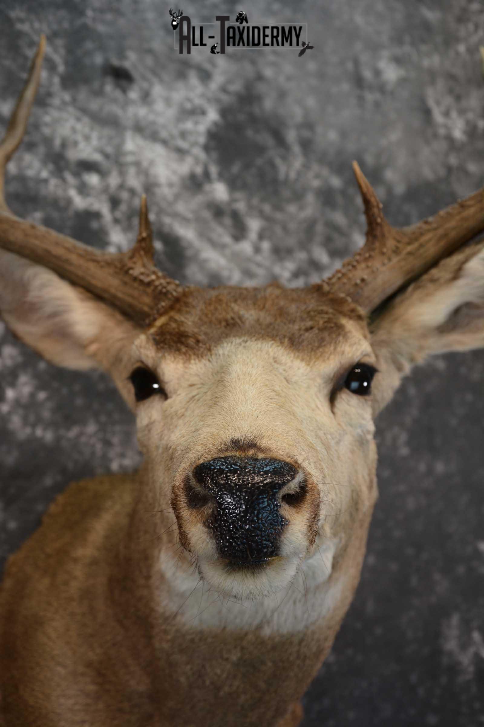 Mule Deer Taxidermy Shoulder Mount for sale SKU 1517 - Image 2