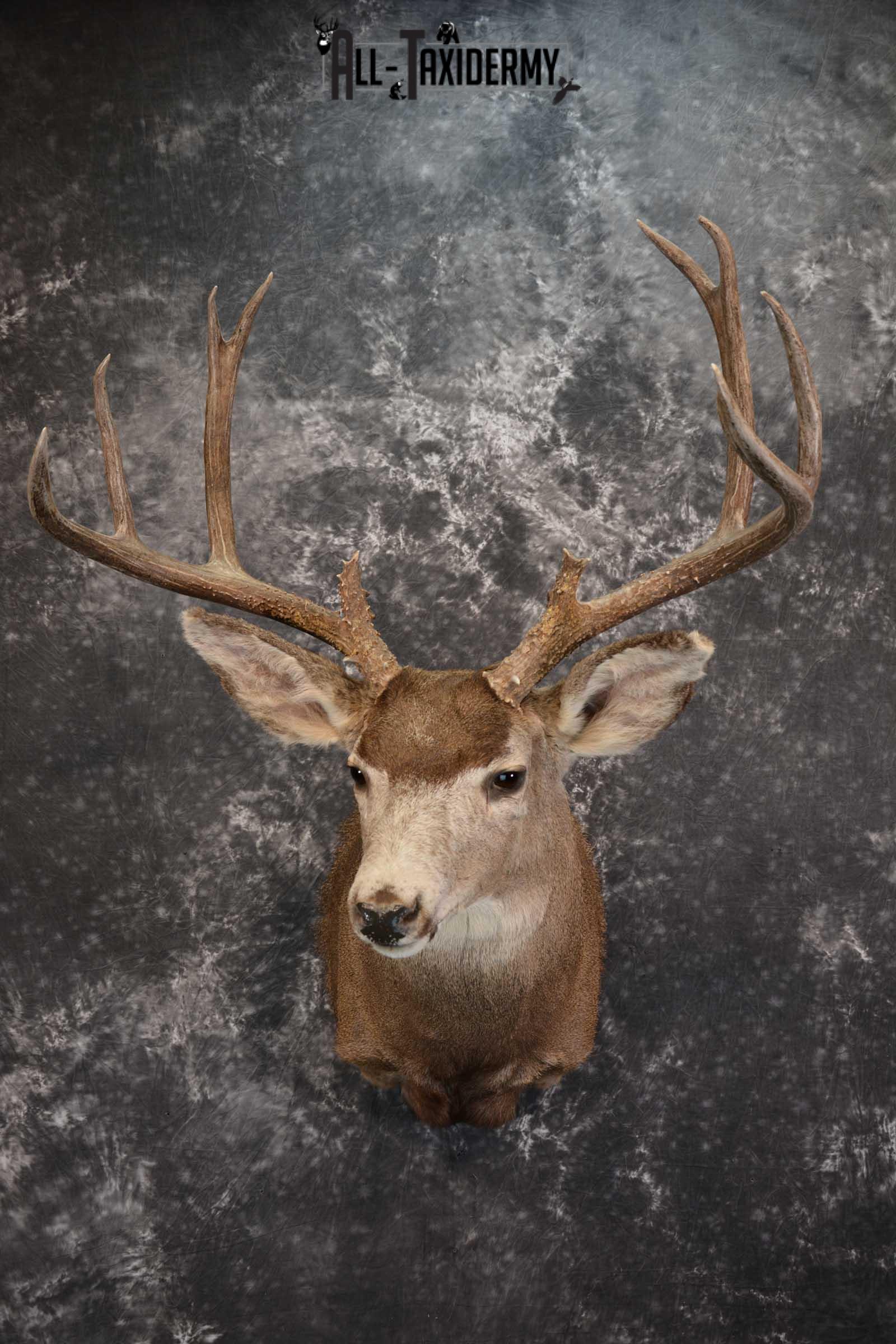 Mule Deer Taxidermy Shoulder Mount for sale SKU 1518