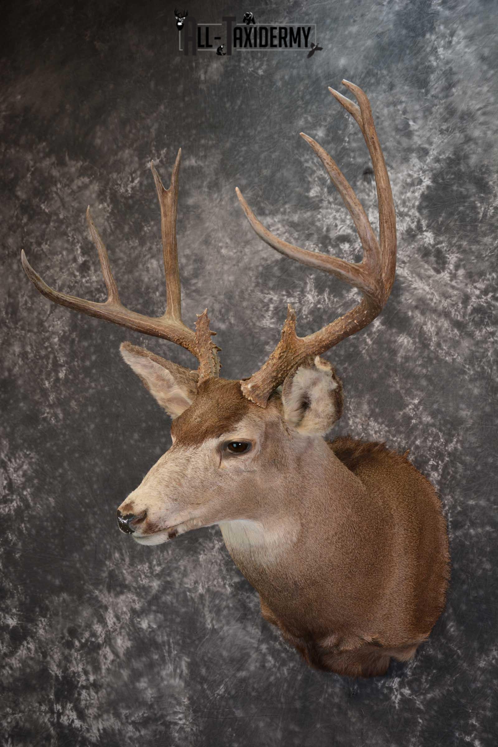Mule Deer Taxidermy Shoulder Mount for sale SKU 1518 - Image 8