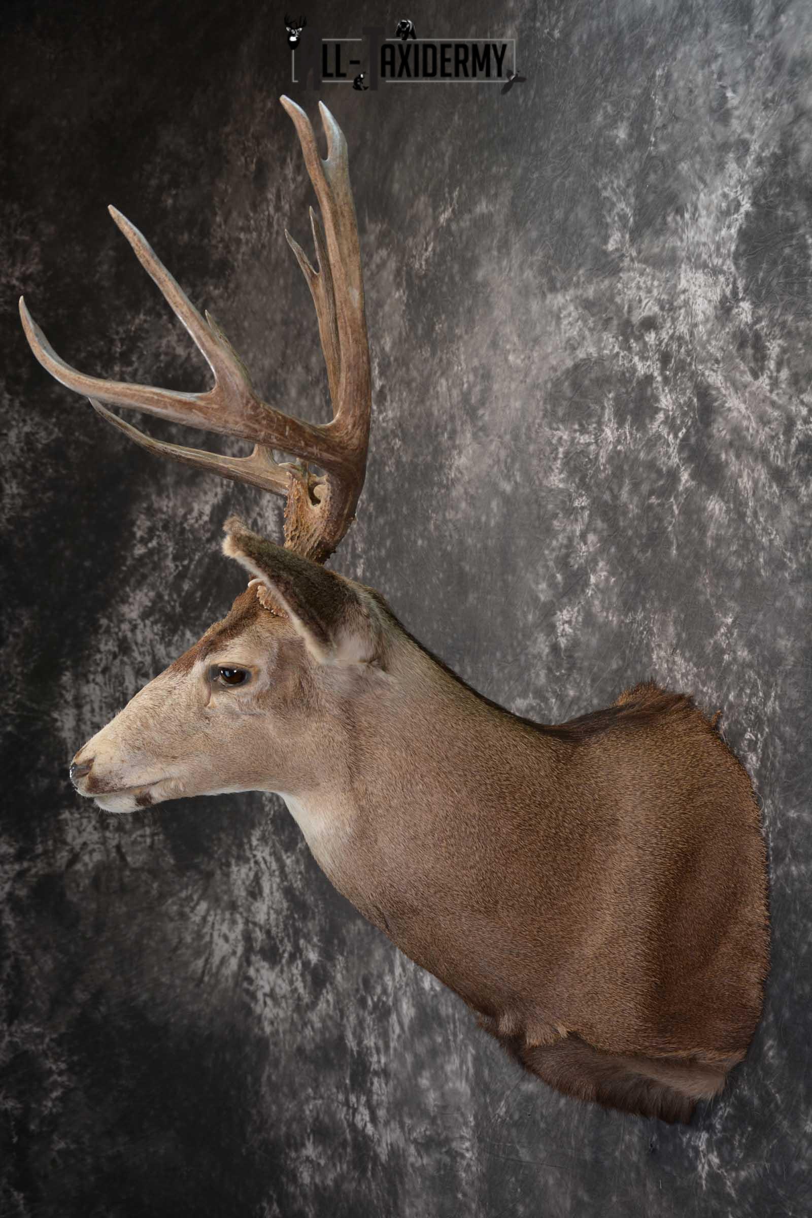 Mule Deer Taxidermy Shoulder Mount for sale SKU 1518 - Image 7
