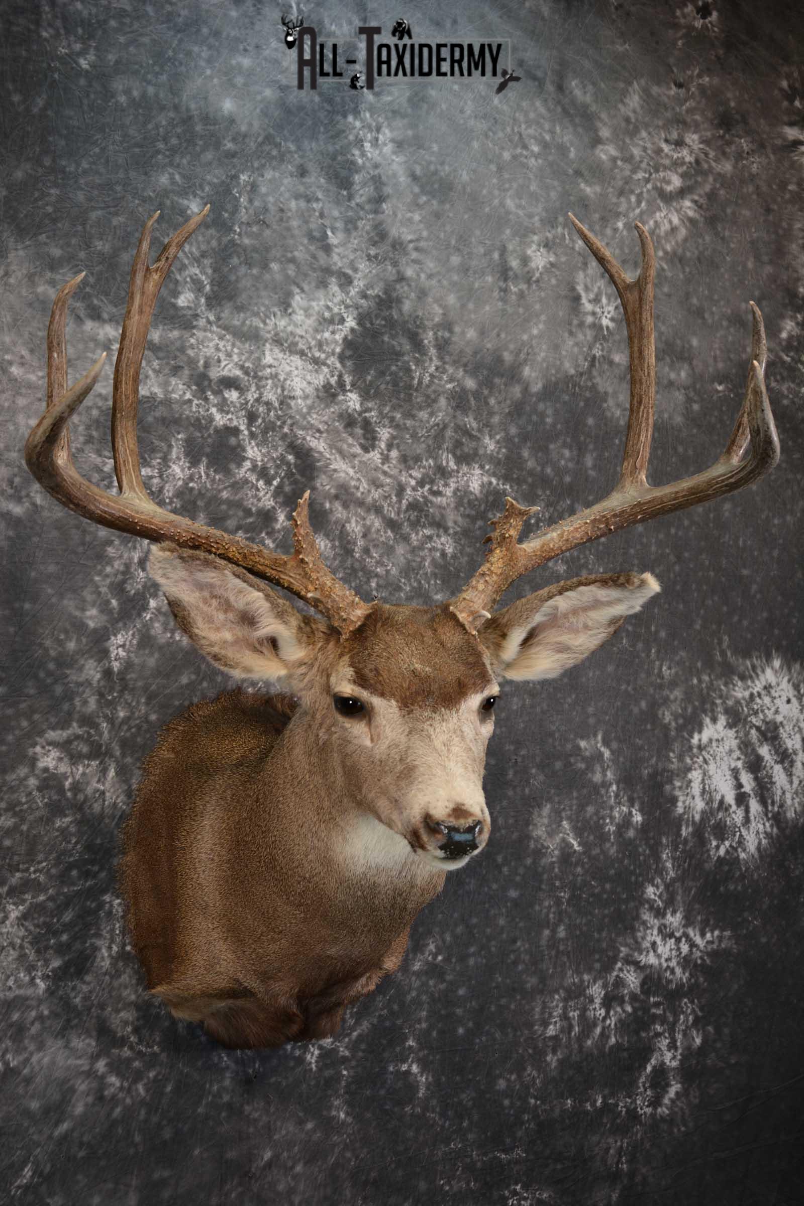 Mule Deer Taxidermy Shoulder Mount for sale SKU 1518 - Image 6