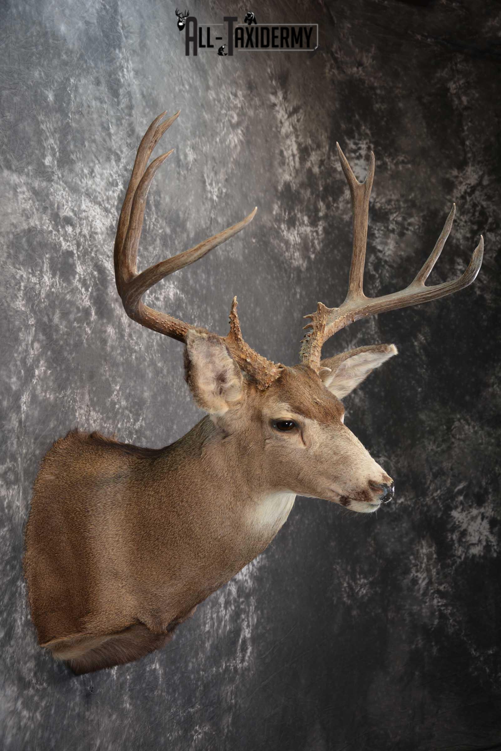 Mule Deer Taxidermy Shoulder Mount for sale SKU 1518 - Image 5