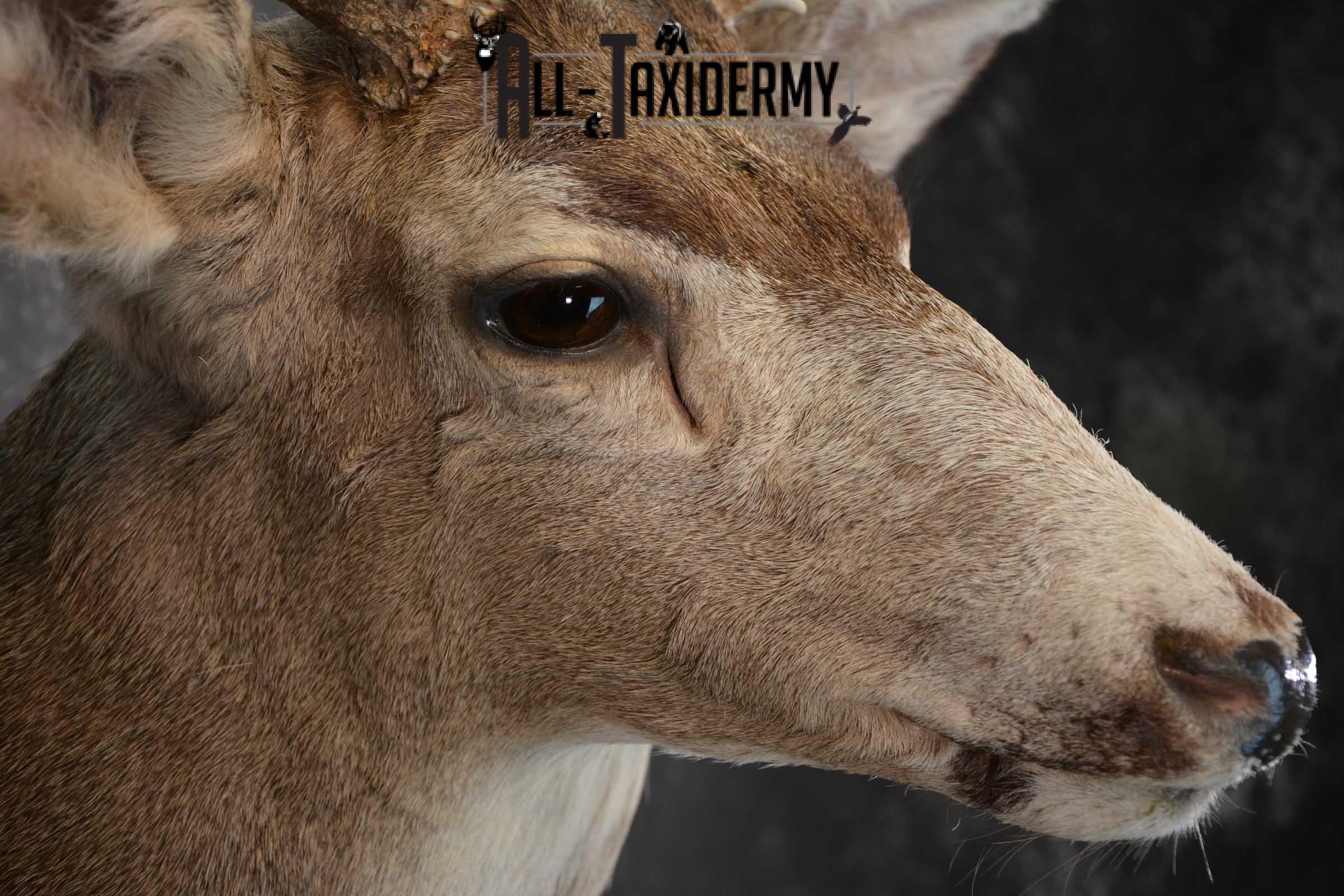 Mule Deer Taxidermy Shoulder Mount for sale SKU 1518 - Image 4