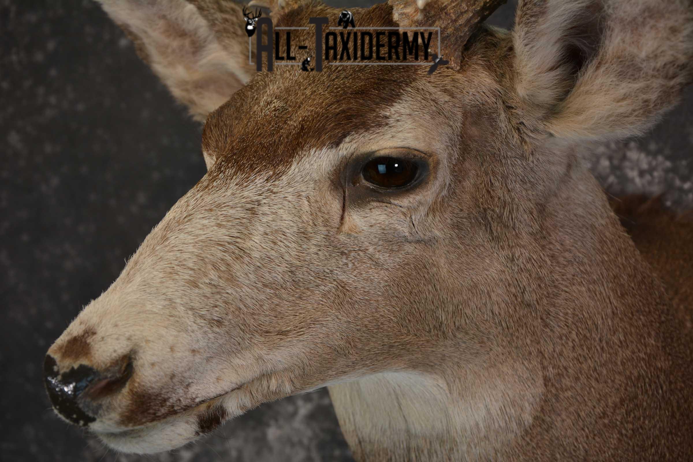 Mule Deer Taxidermy Shoulder Mount for sale SKU 1518 - Image 3