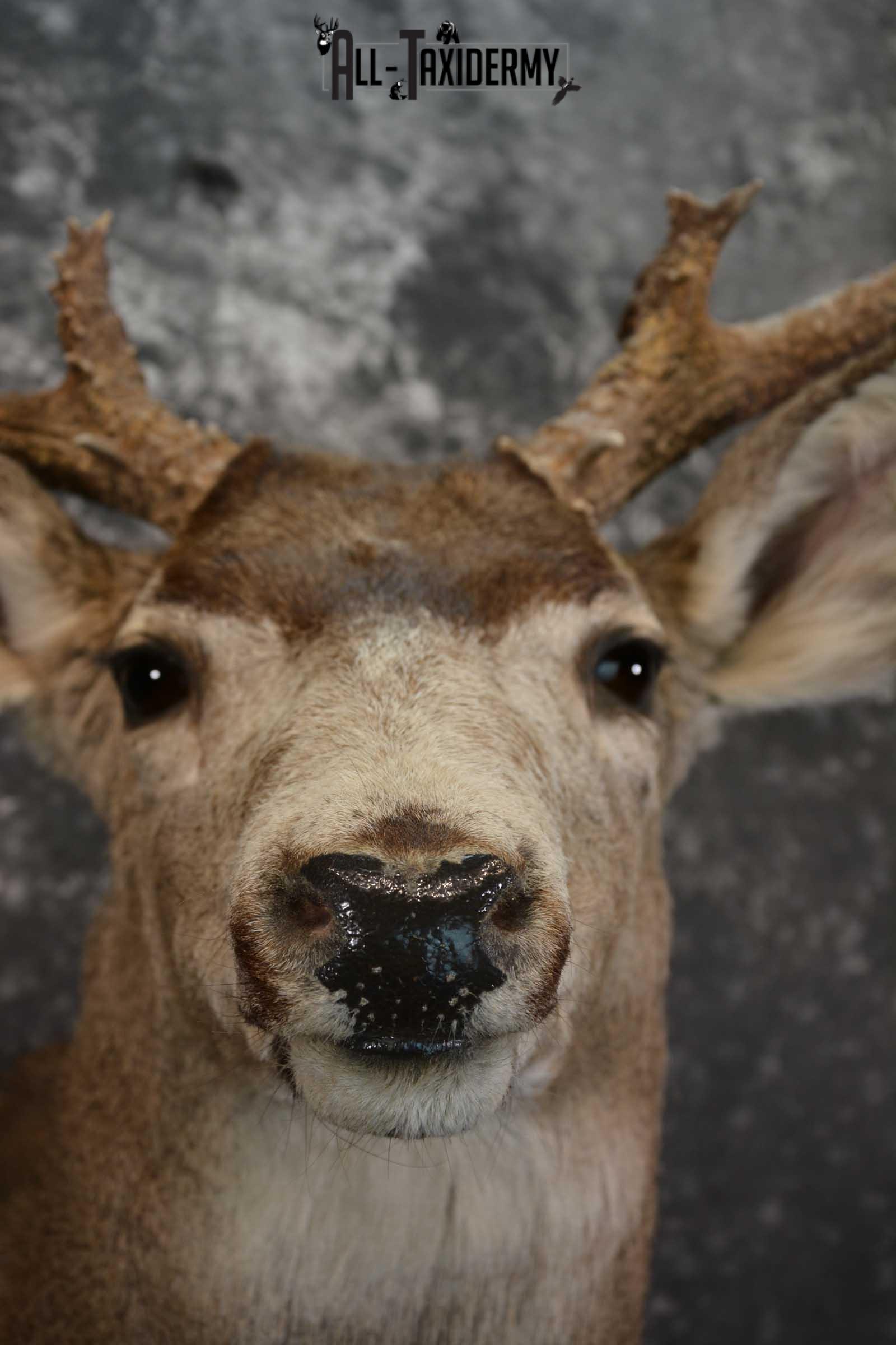 Mule Deer Taxidermy Shoulder Mount for sale SKU 1518 - Image 2