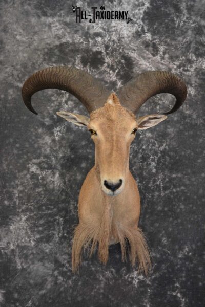 African Aoudad Taxidermy Shoulder Mount for sale SKU 1525