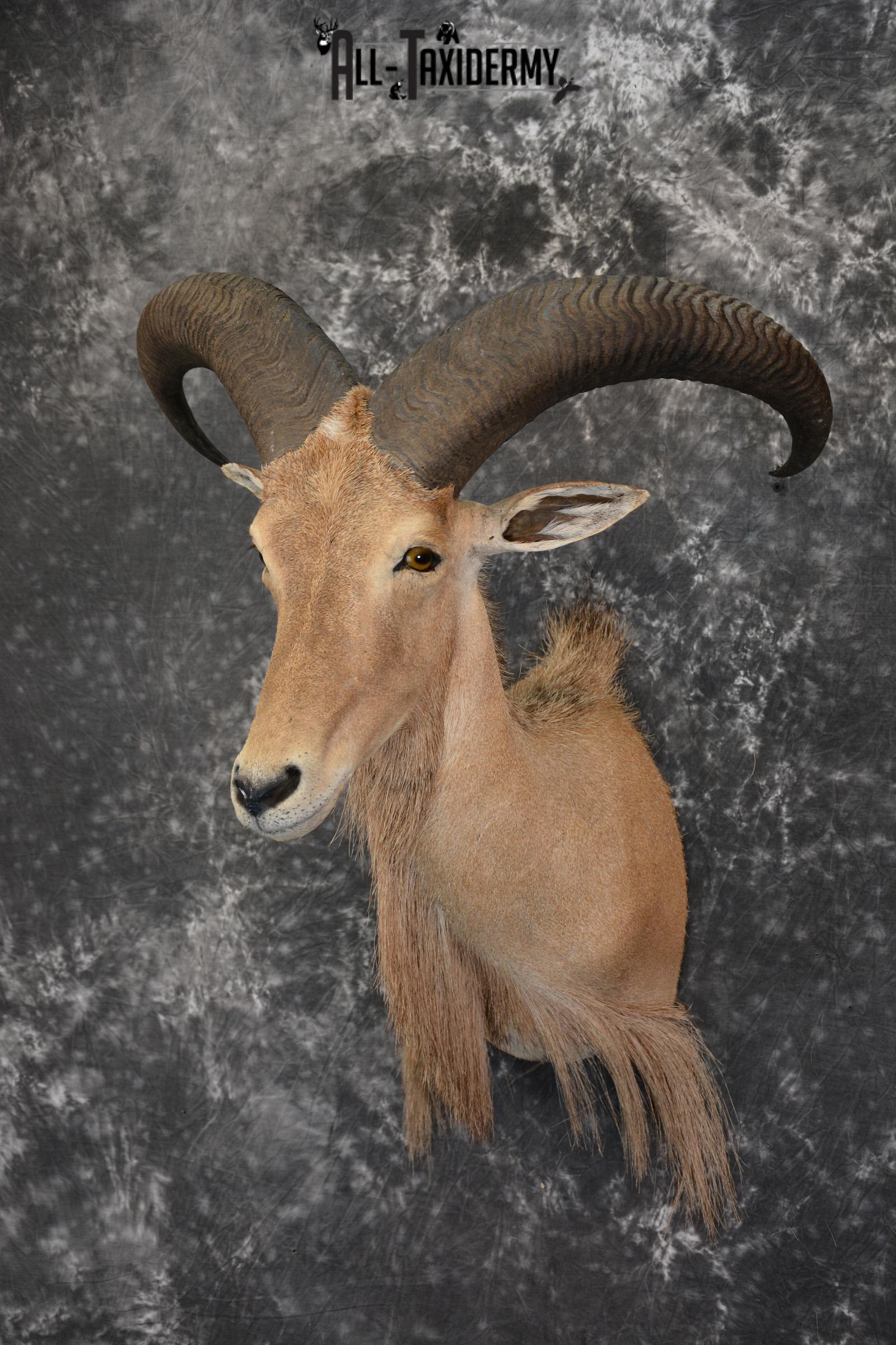 African Aoudad Taxidermy Shoulder Mount for sale SKU 1525 - Image 7
