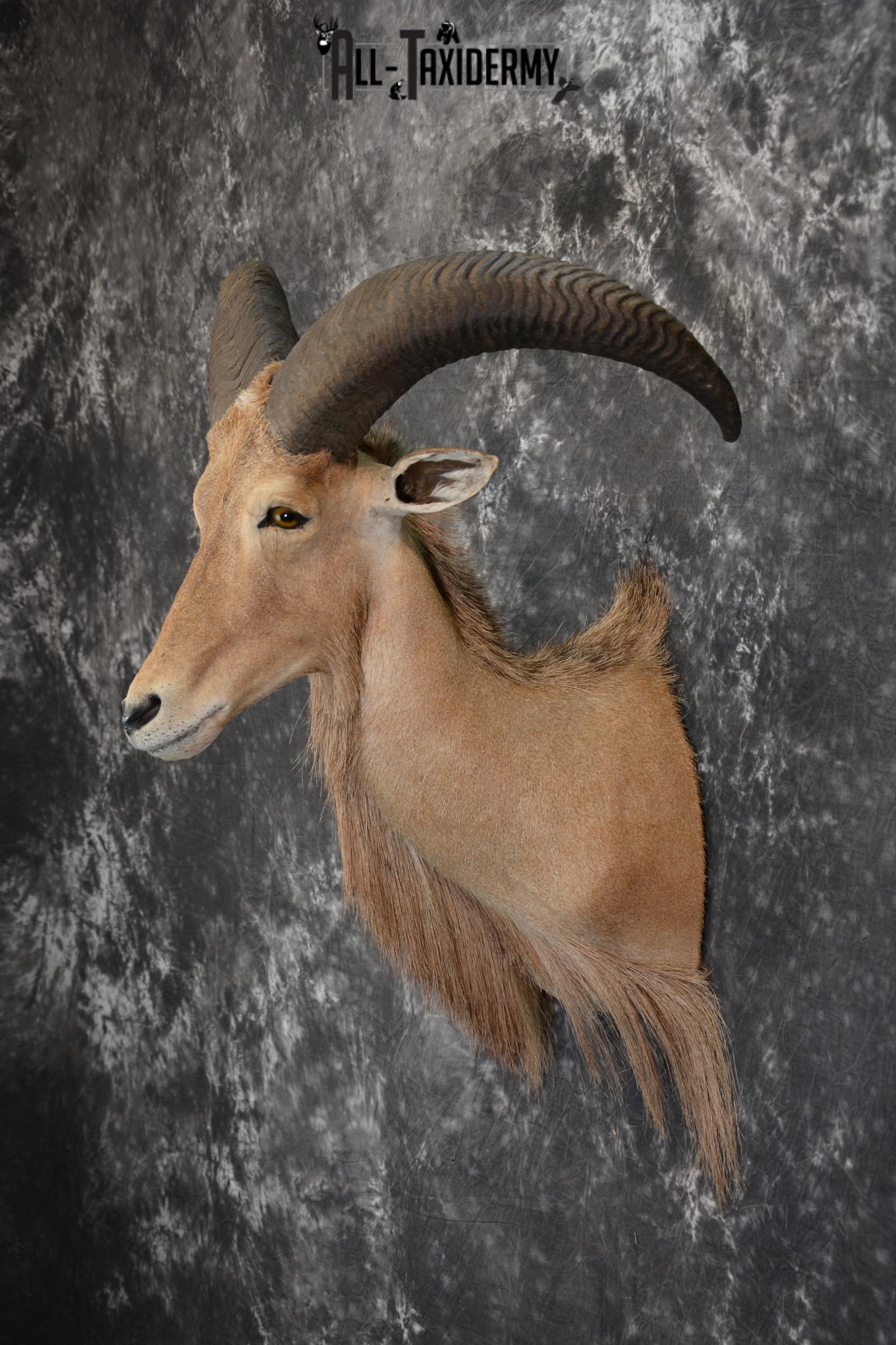 African Aoudad Taxidermy Shoulder Mount for sale SKU 1525 - Image 6