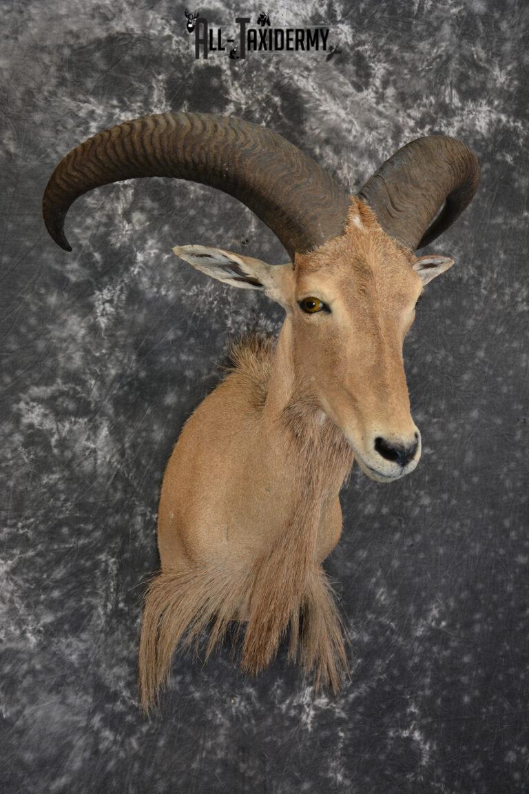 African Aoudad Taxidermy Shoulder Mount for sale SKU 1525 All Taxidermy