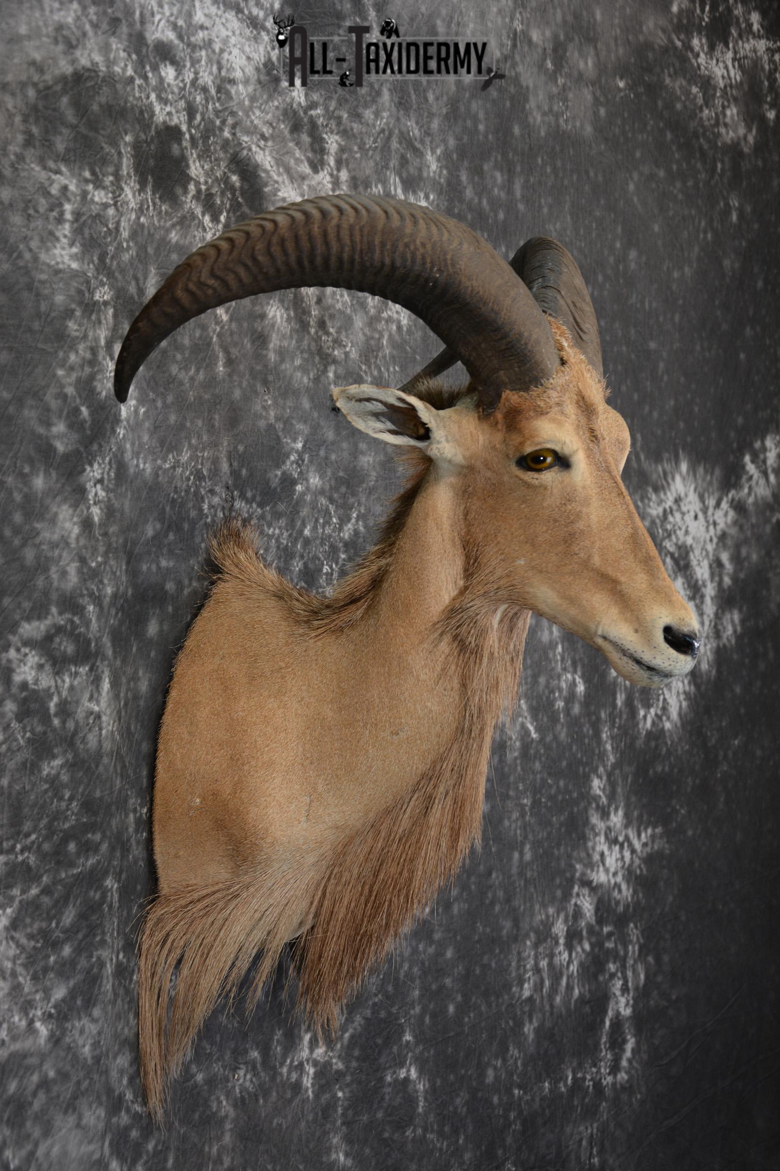 African Aoudad Taxidermy Shoulder Mount for sale SKU 1525 - Image 4
