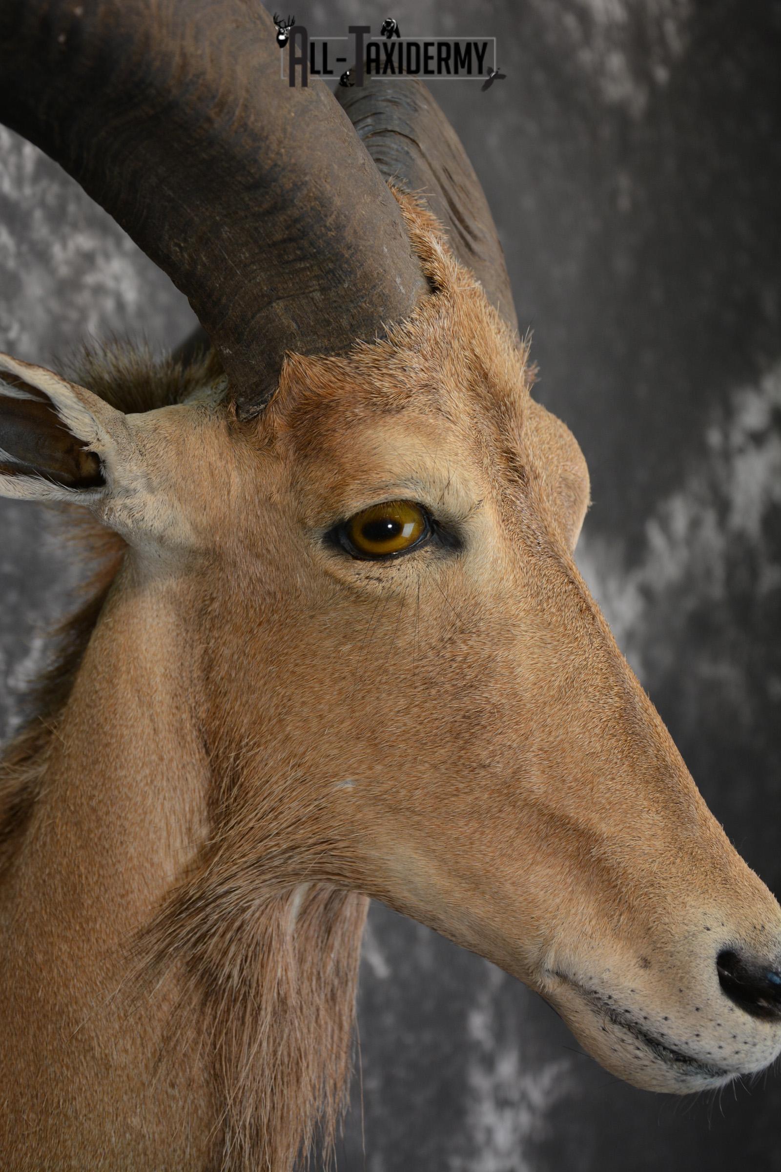 African Aoudad Taxidermy Shoulder Mount for sale SKU 1525 - Image 3