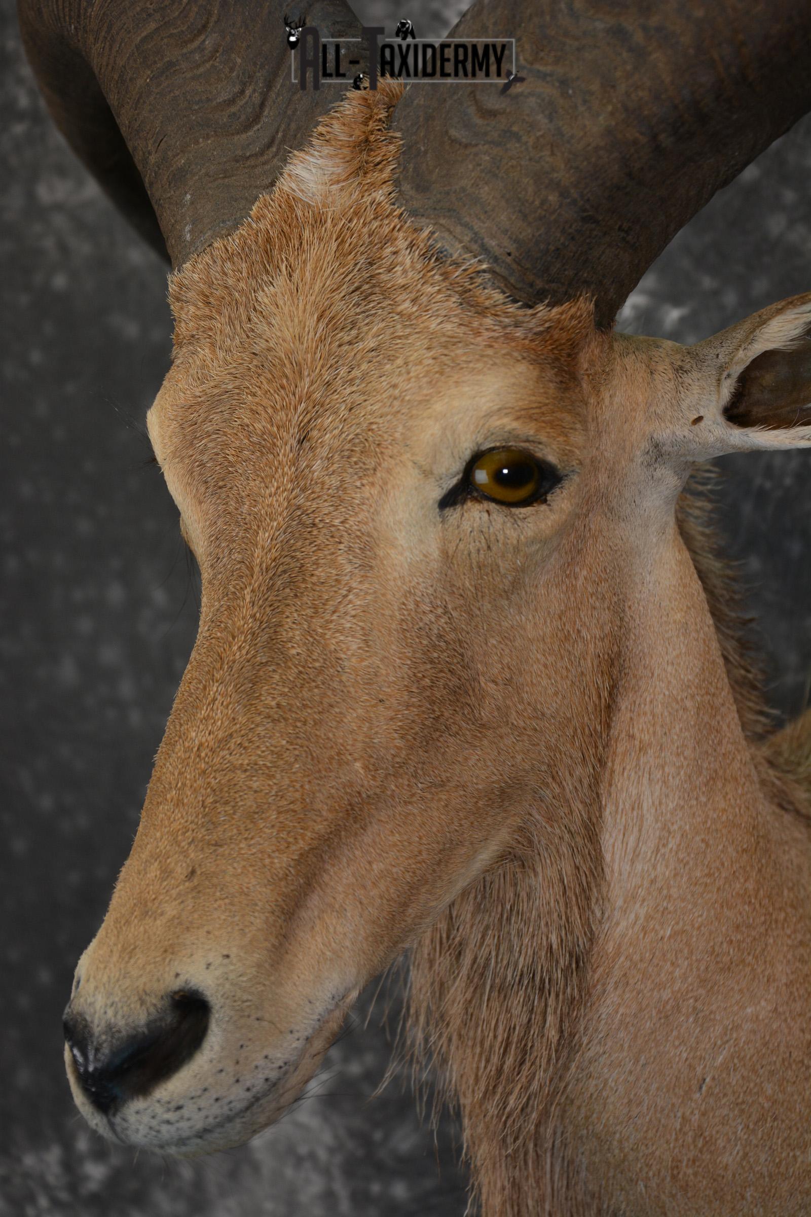 African Aoudad Taxidermy Shoulder Mount for sale SKU 1525 - Image 2