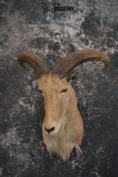 African Aoudad Taxidermy Shoulder Mount for sale SKU 1526