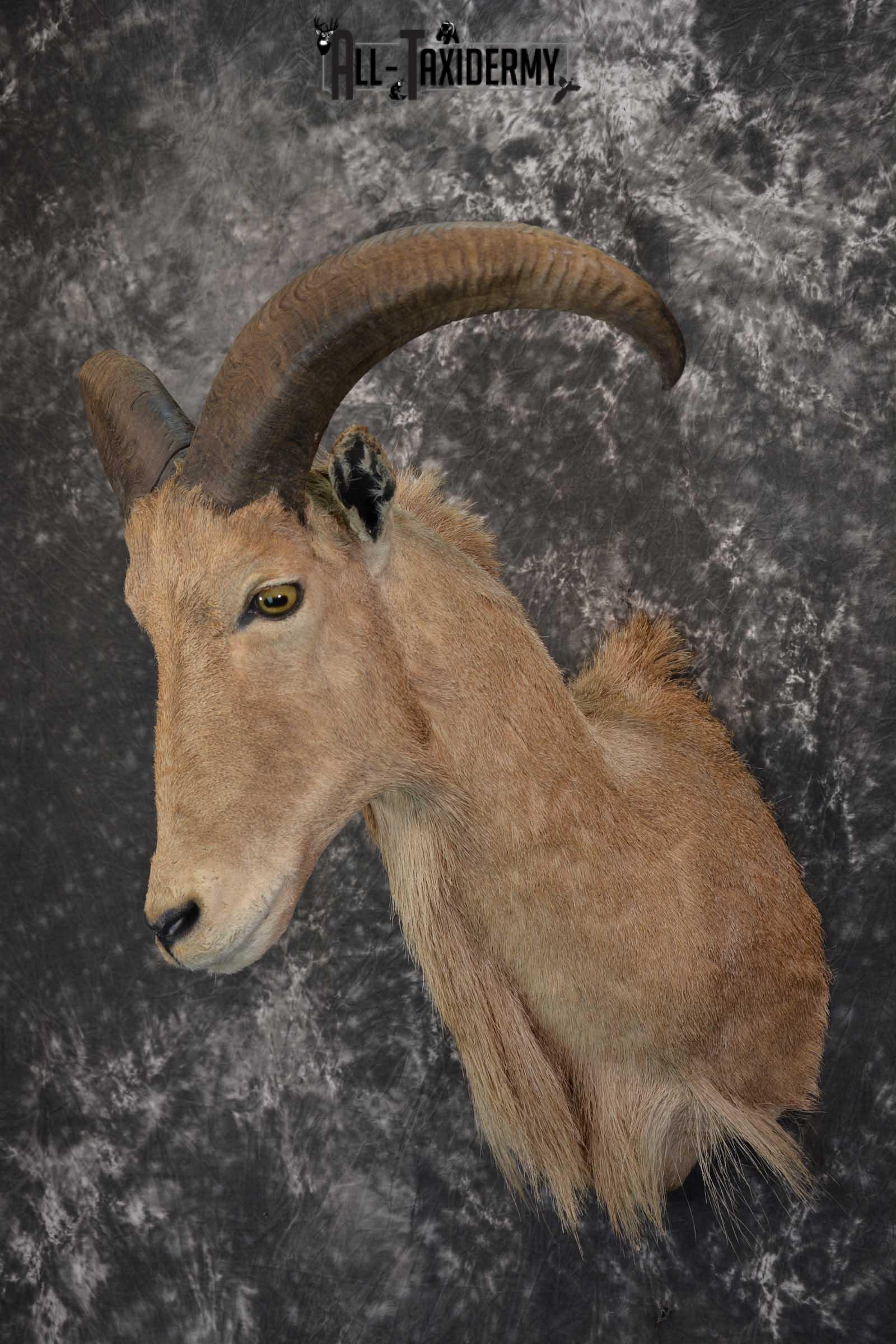 African Aoudad Taxidermy Shoulder Mount for sale SKU 1526 - Image 8