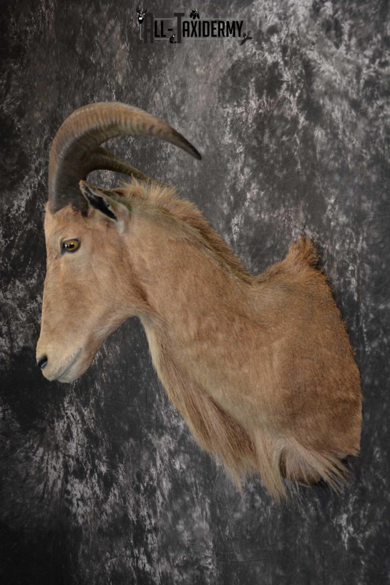 African Aoudad Taxidermy Shoulder Mount for sale SKU 1526 All Taxidermy