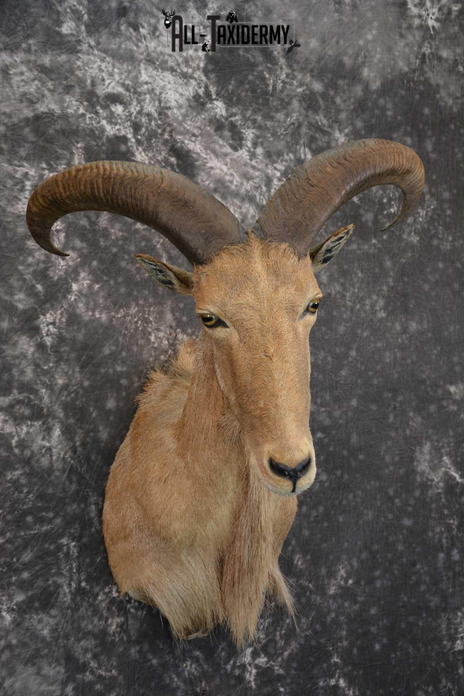 African Aoudad Taxidermy Shoulder Mount for sale SKU 1526 - Image 6