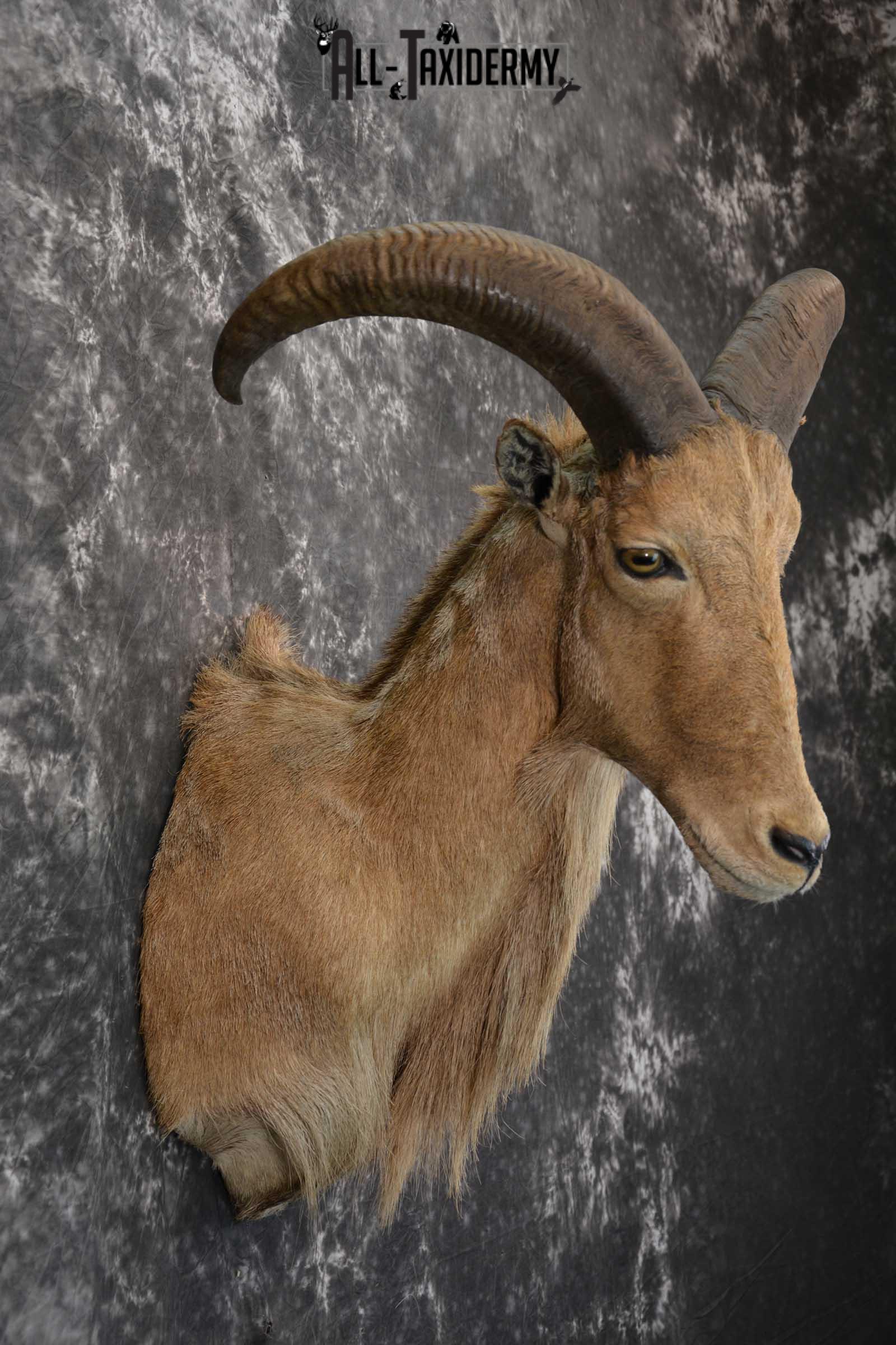 African Aoudad Taxidermy Shoulder Mount for sale SKU 1526 - Image 5
