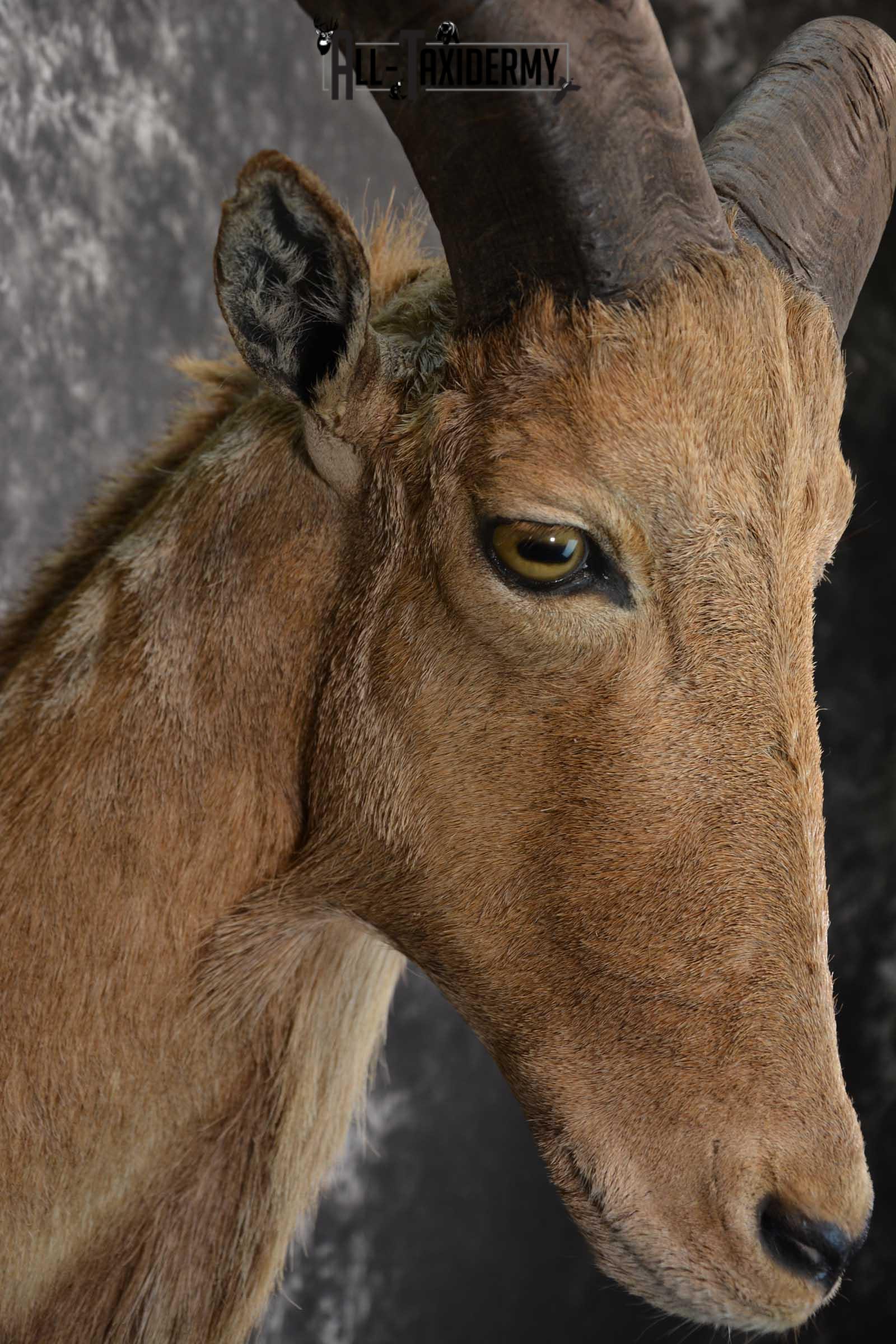 African Aoudad Taxidermy Shoulder Mount for sale SKU 1526 - Image 4