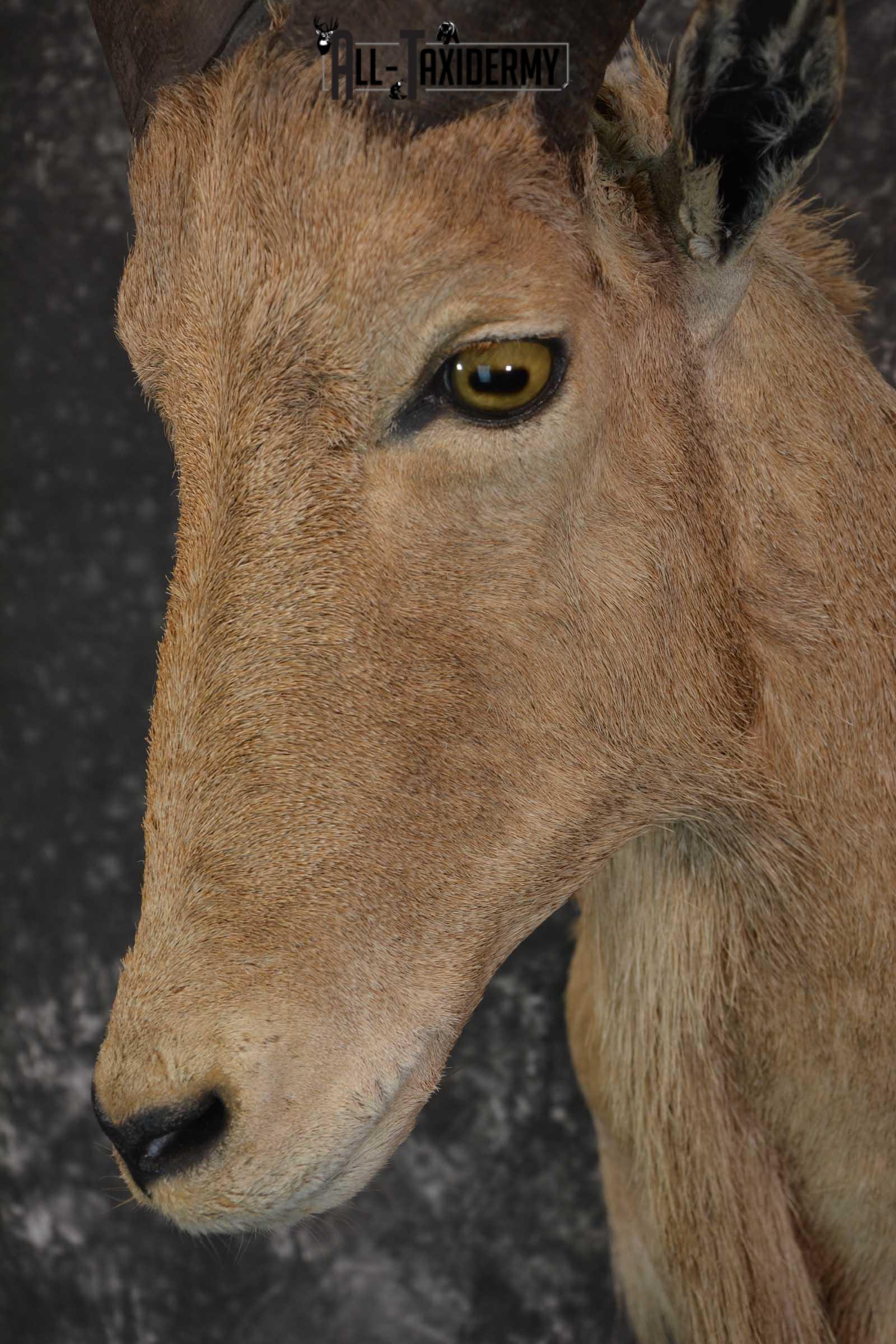 African Aoudad Taxidermy Shoulder Mount for sale SKU 1526 - Image 3