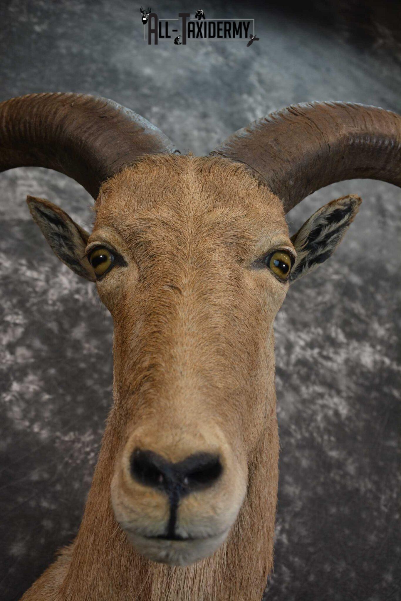 African Aoudad Taxidermy Shoulder Mount for sale SKU 1526 All Taxidermy
