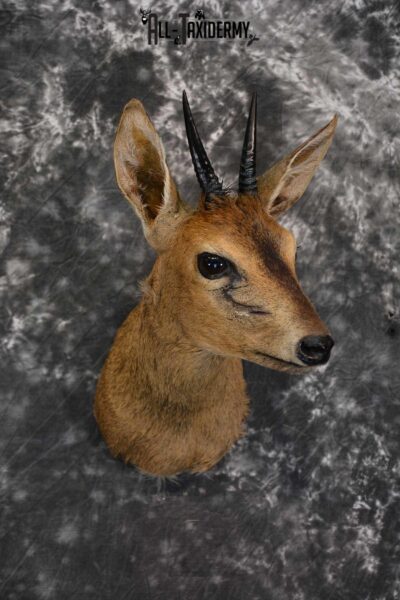 African Gray Duiker Taxidermy Shoulder Mount for sale SKU 1529
